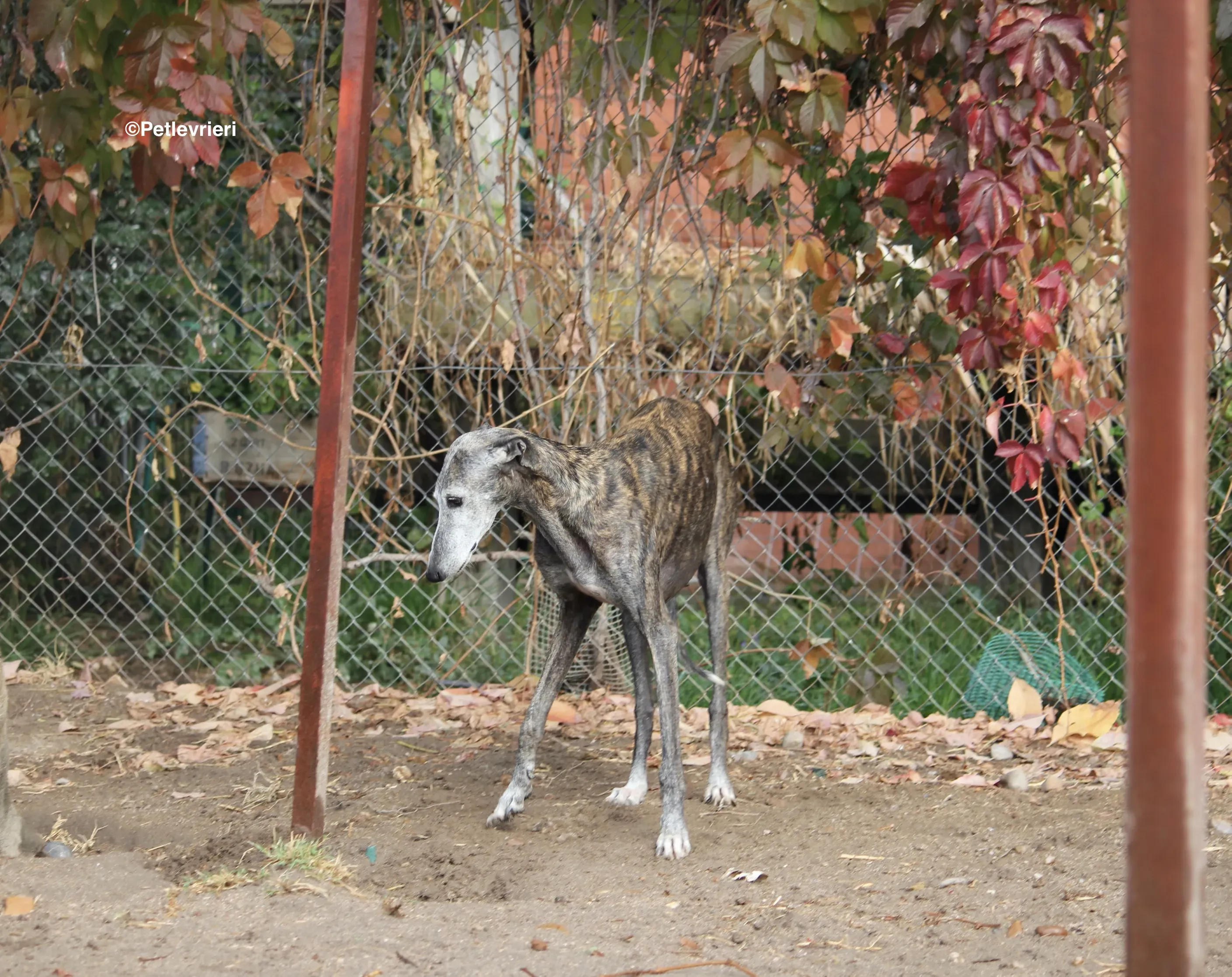 Dulcinea adozione levrieri galgo 01