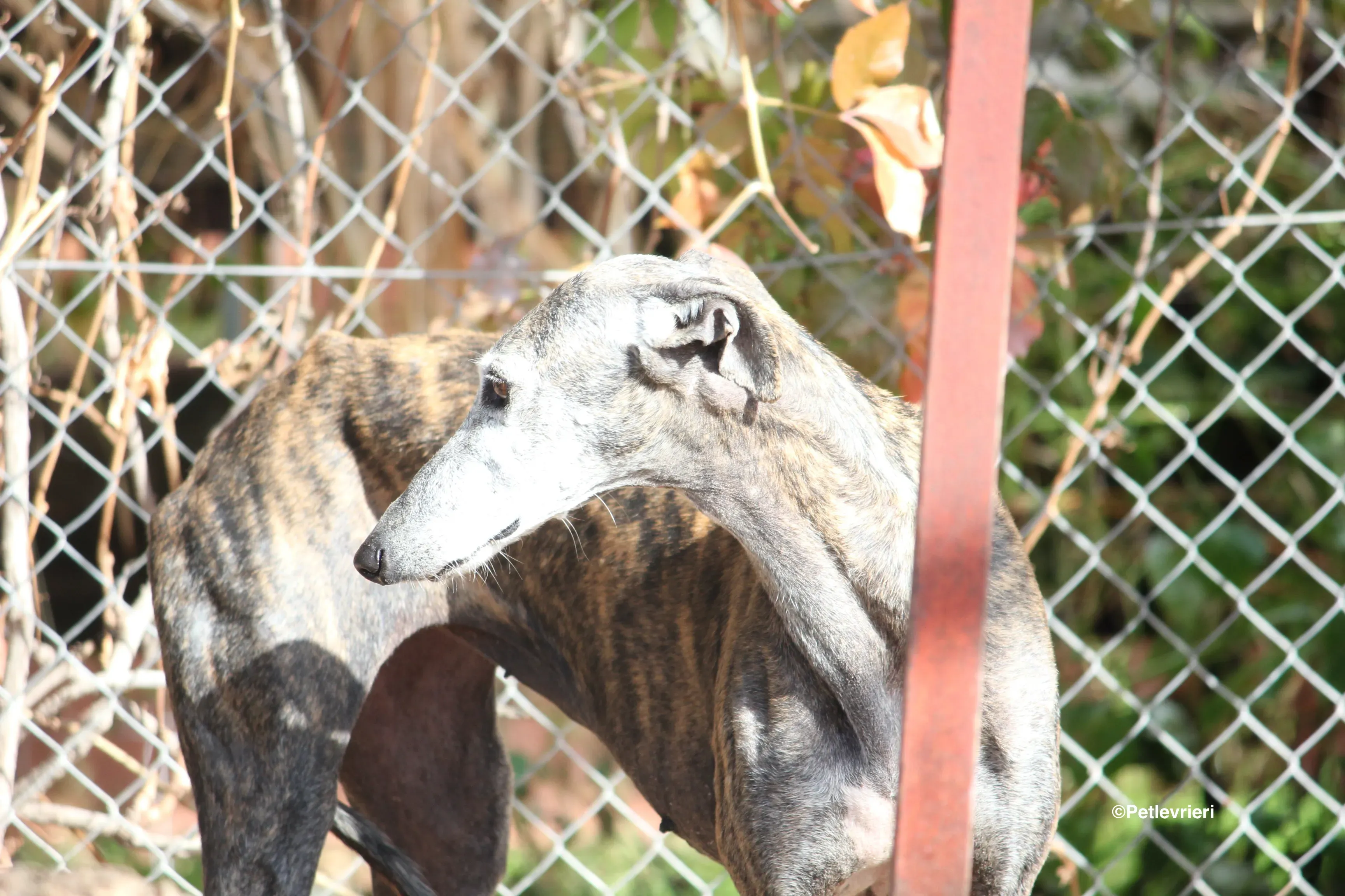 Dulcinea adozione levrieri galgo 02
