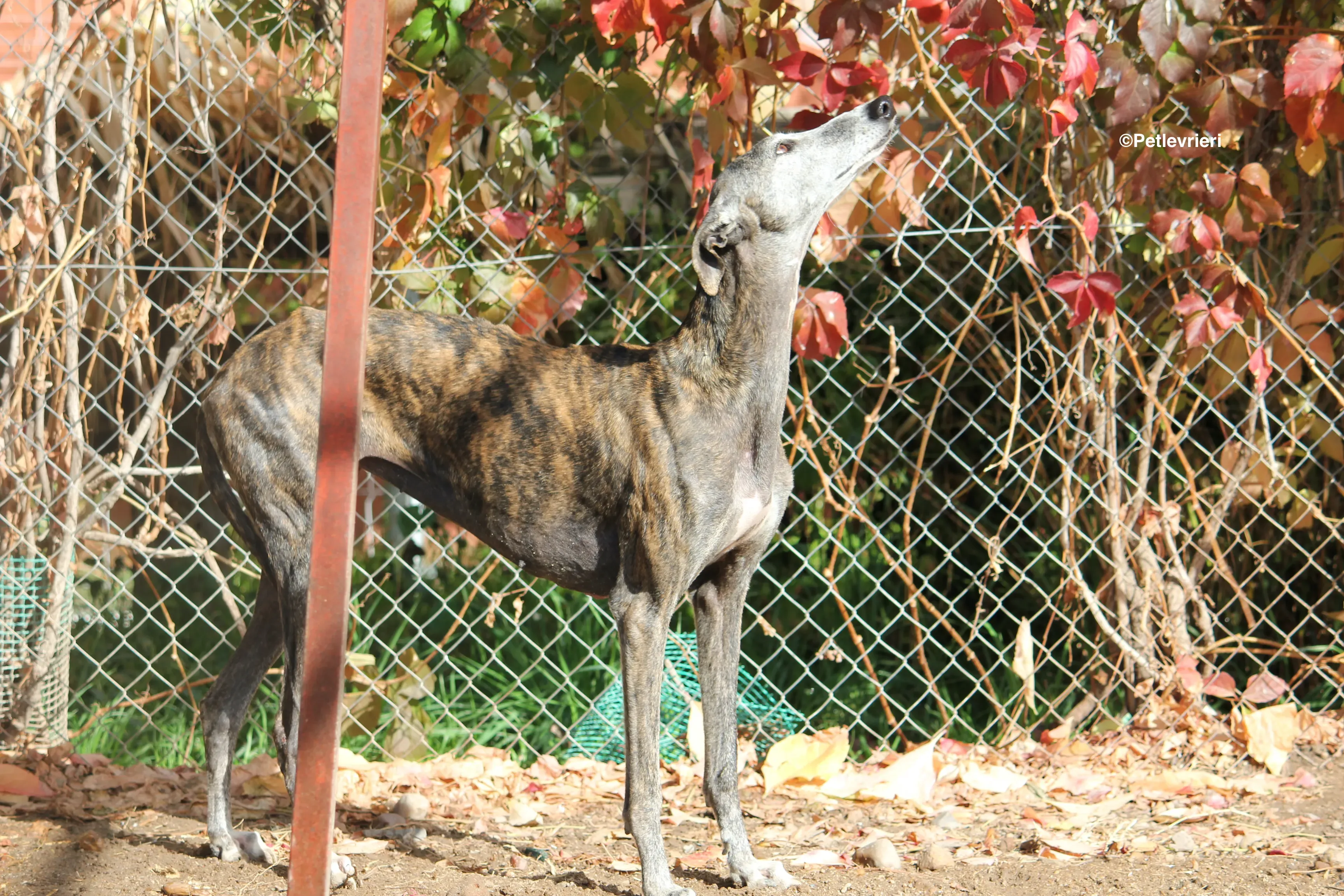 Dulcinea adozione levrieri galgo 04