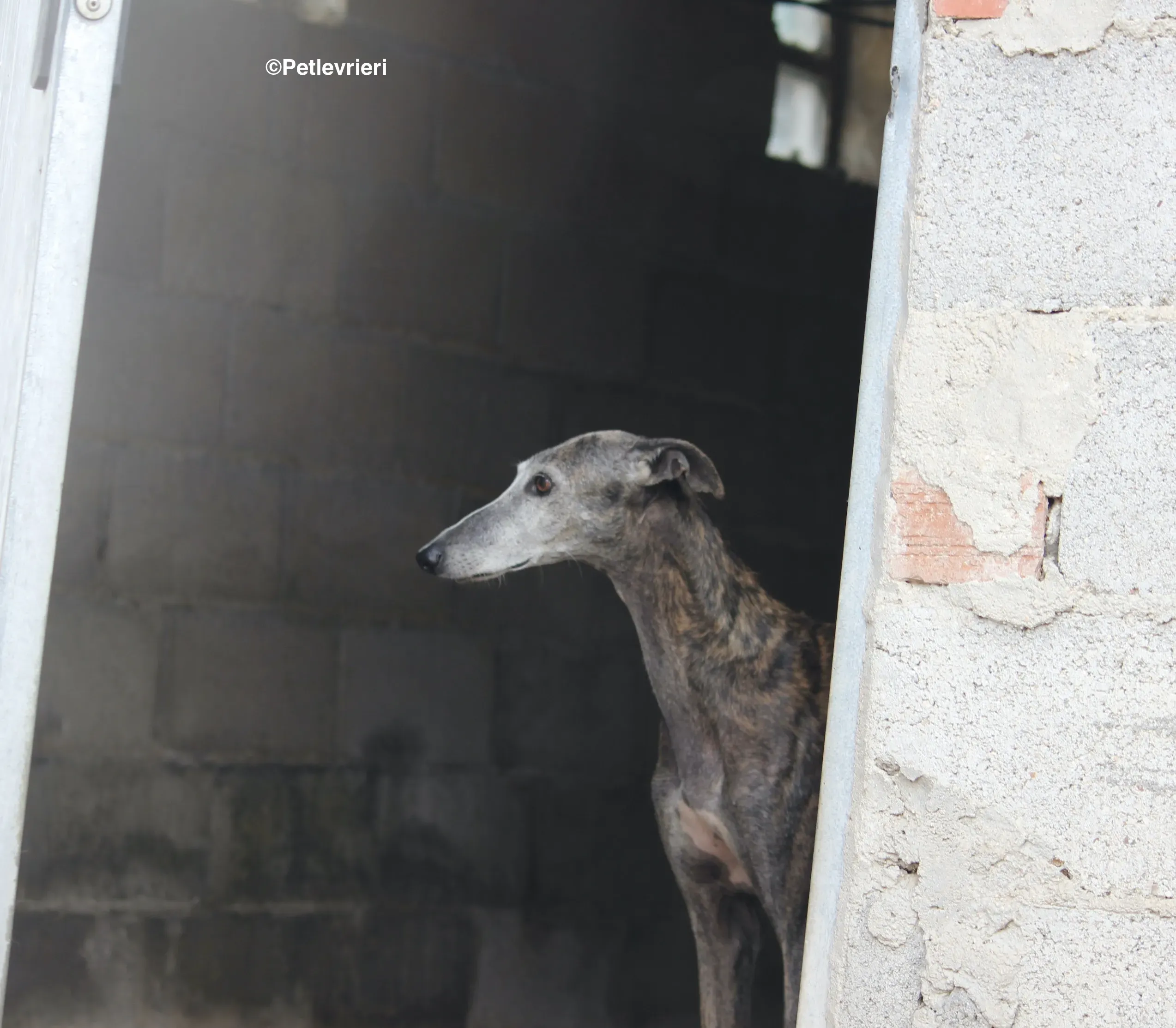 Dulcinea adozione levrieri galgo 05