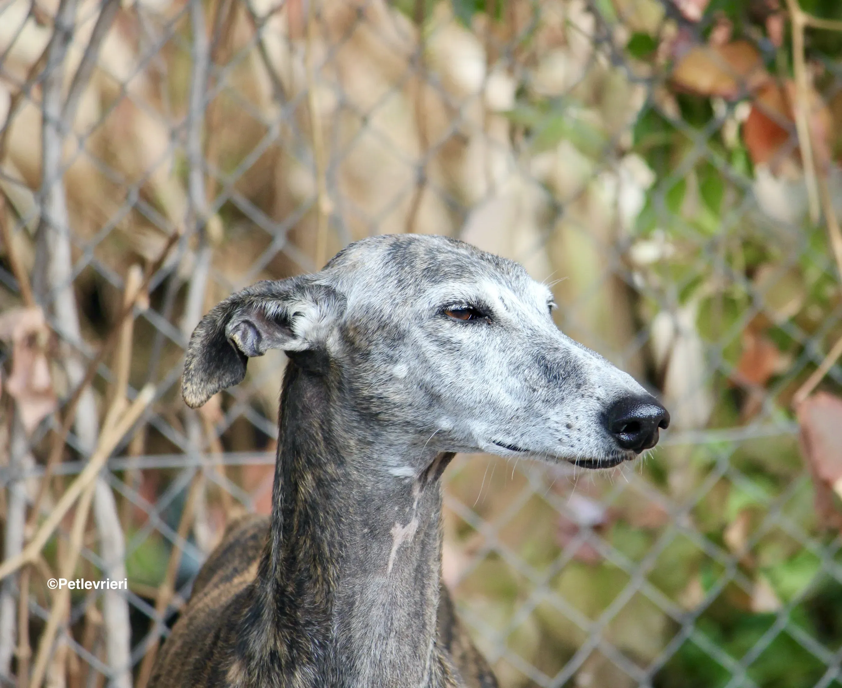 Dulcinea adozione levrieri galgo 06