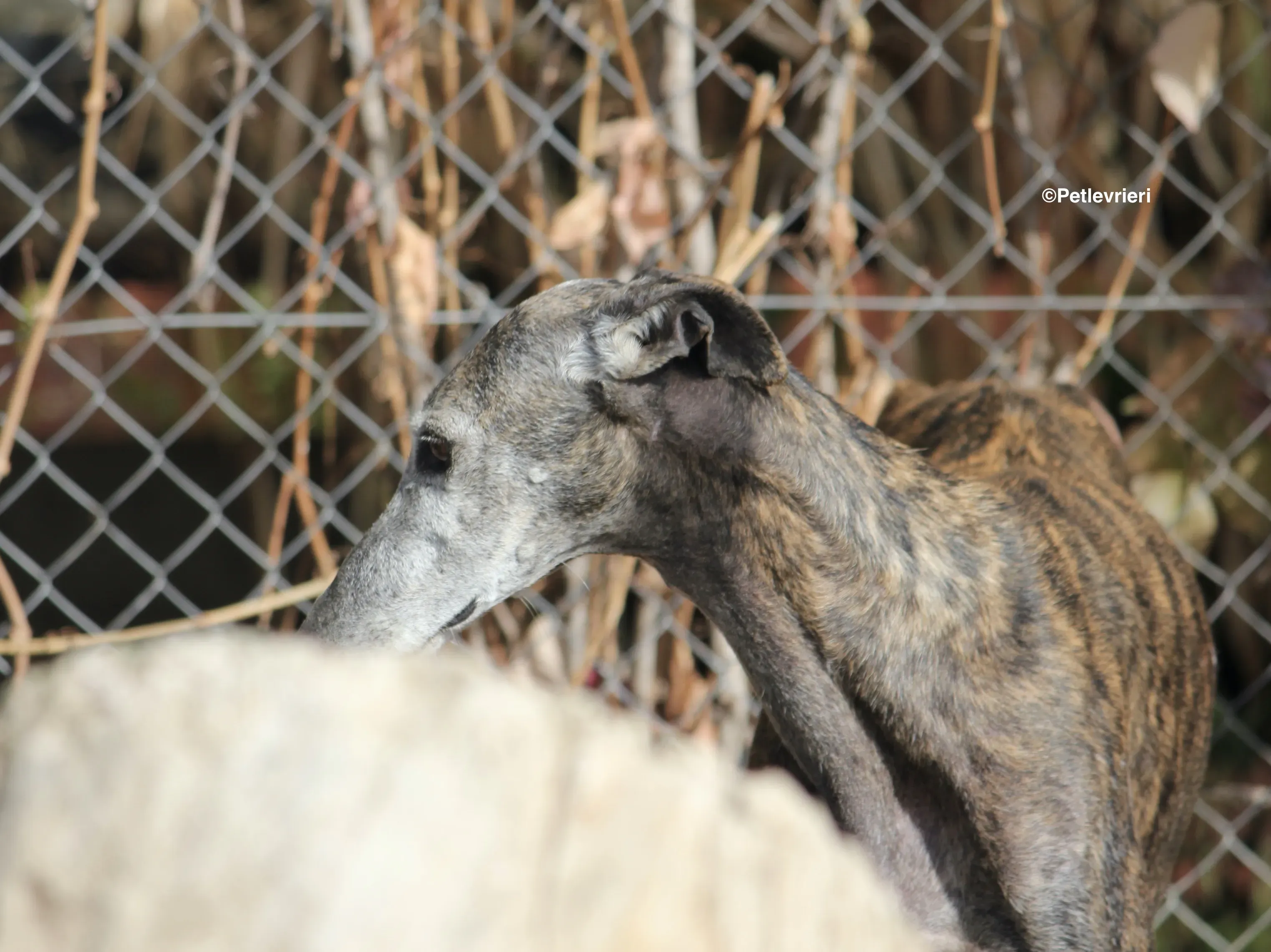 Dulcinea adozione levrieri galgo 07
