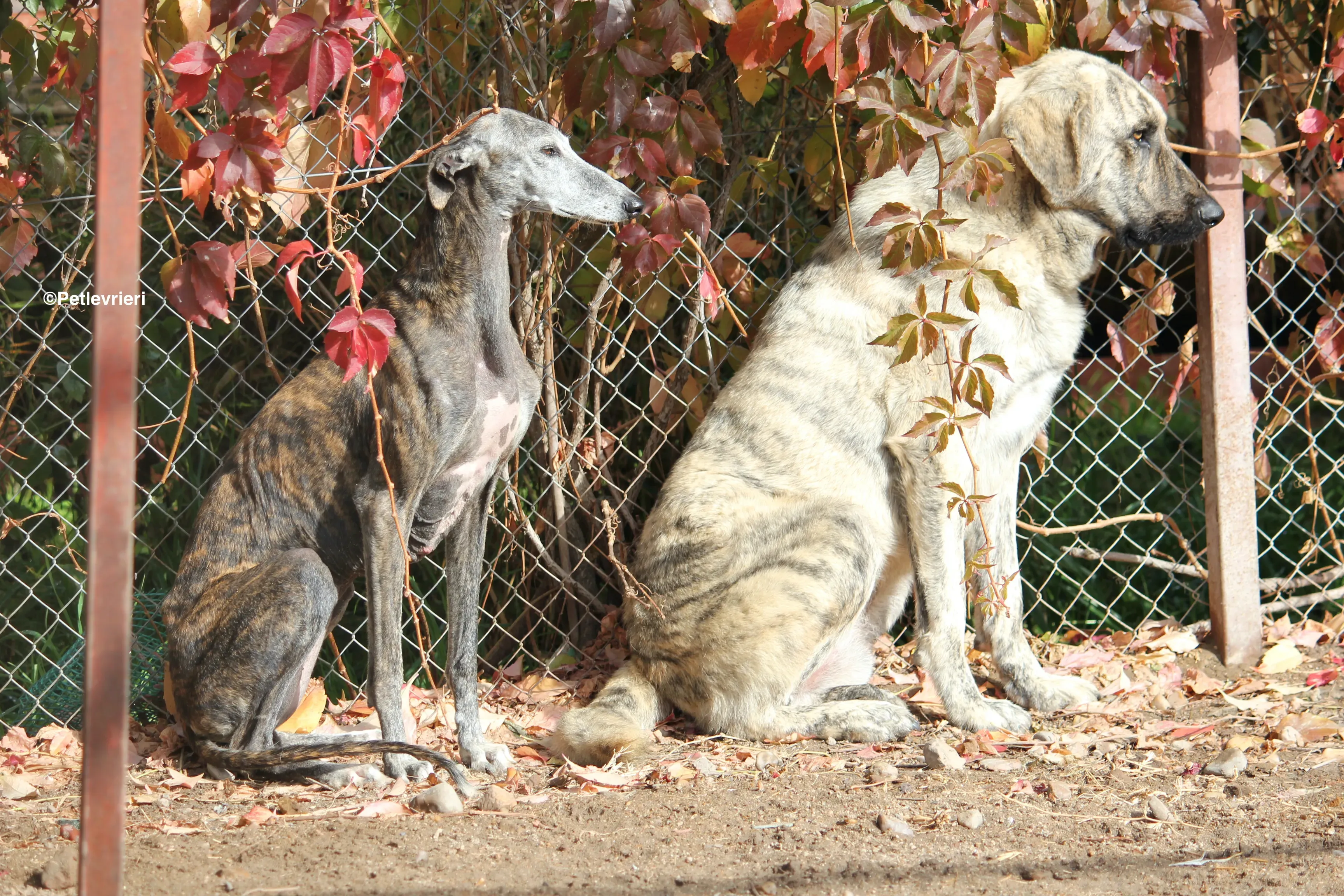 Dulcinea adozione levrieri galgo 08