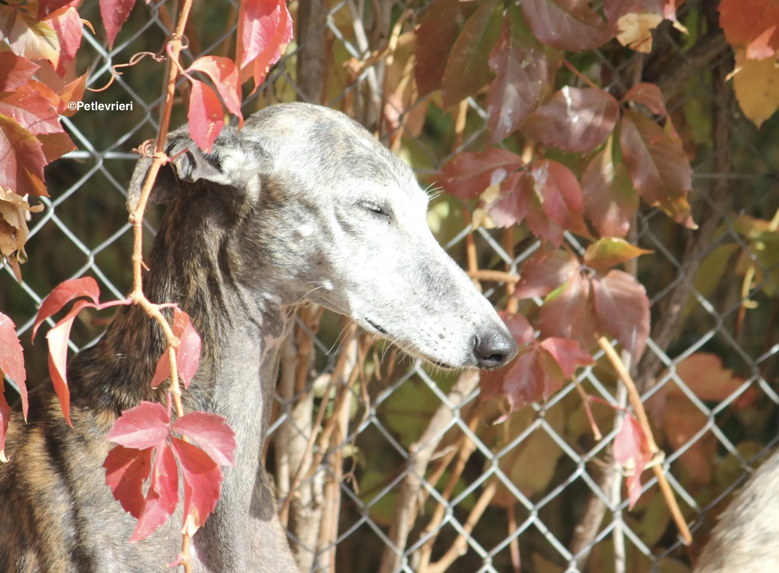 Dulcinea adozione levrieri galgo 09