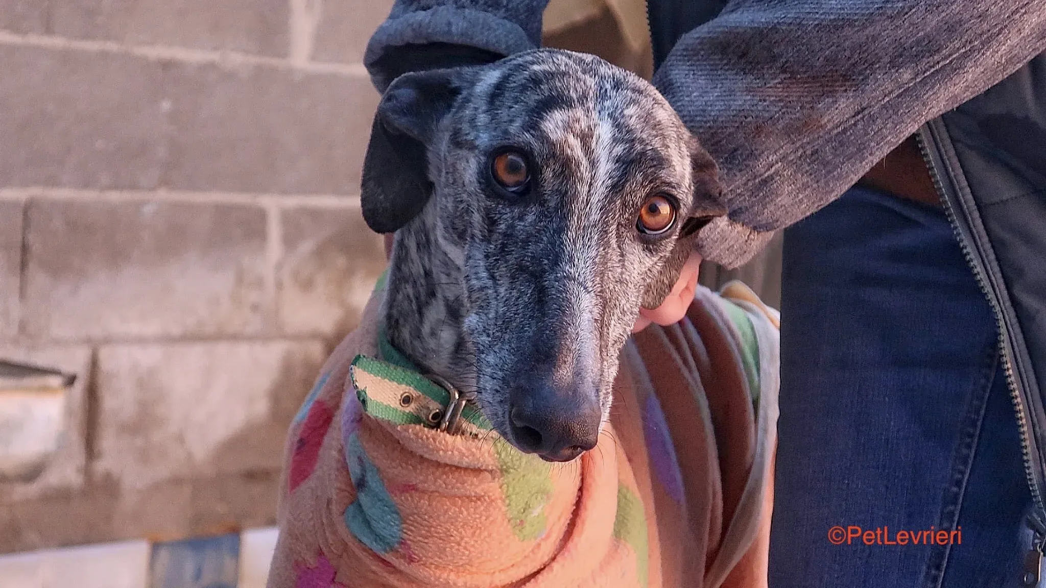 Dulcinea adozione levrieri galgo 1 2