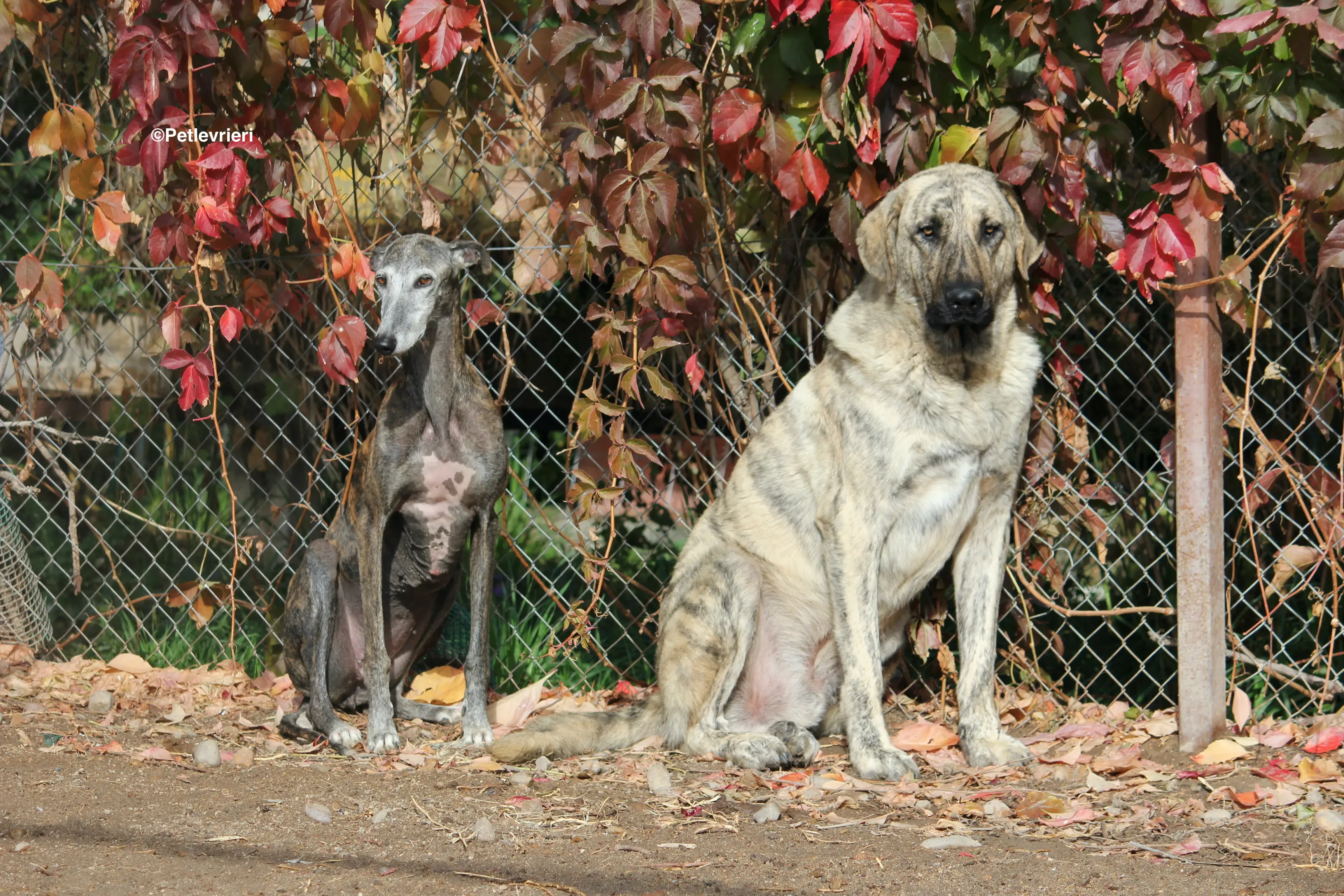 Dulcinea adozione levrieri galgo 10
