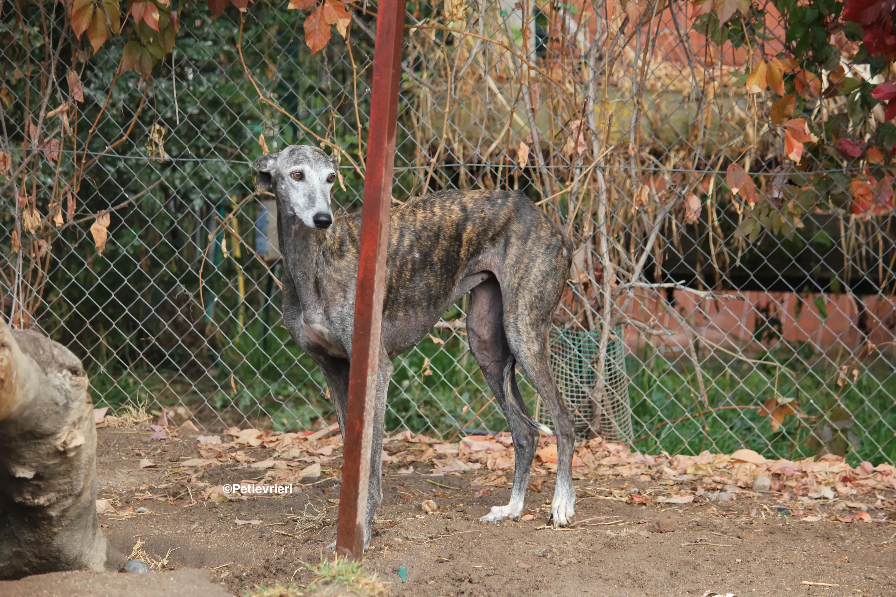 Dulcinea adozione levrieri galgo 11