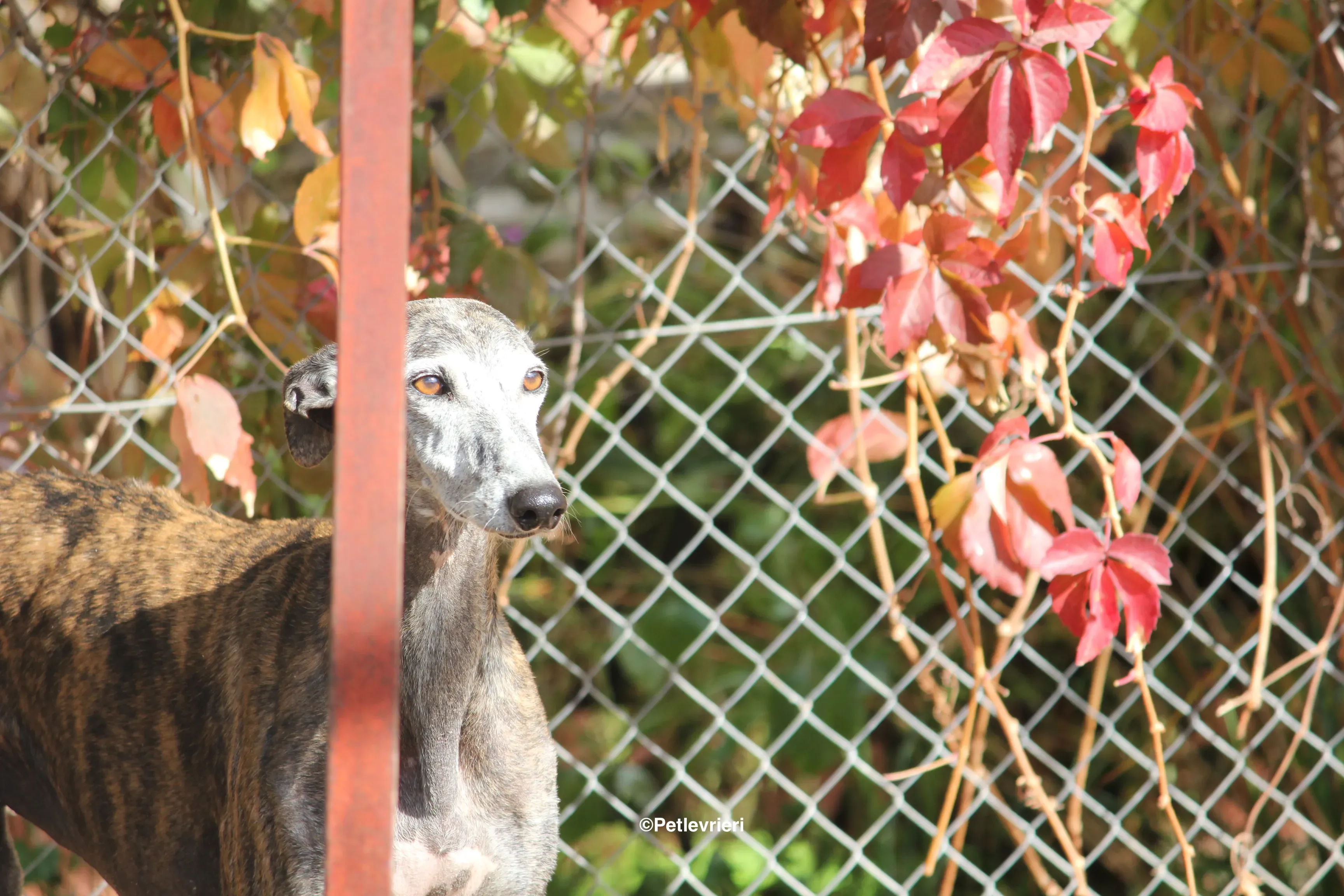 Dulcinea adozione levrieri galgo 12