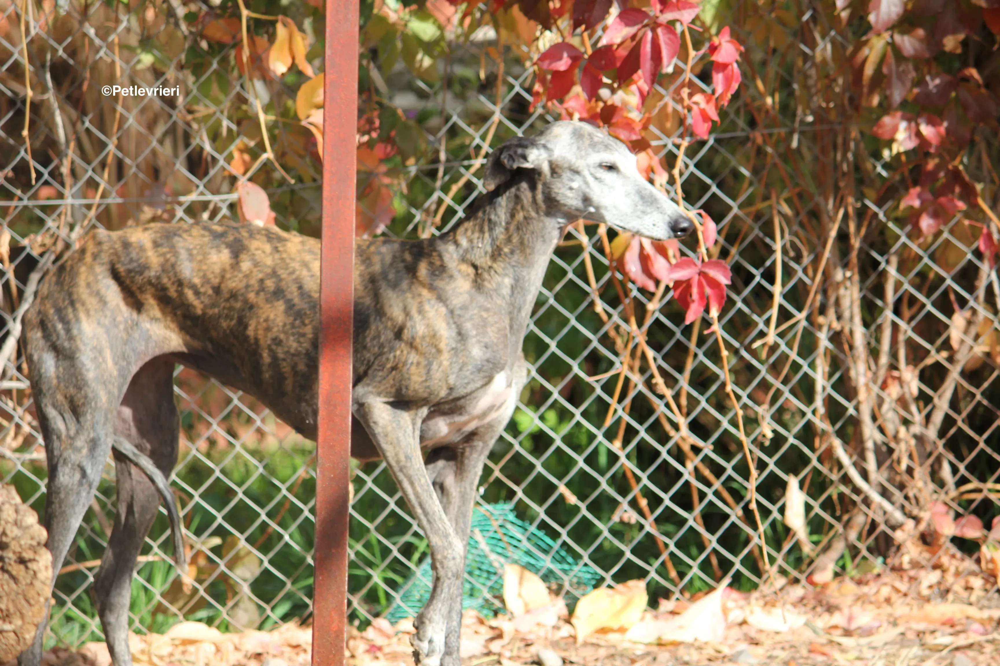Dulcinea adozione levrieri galgo 13