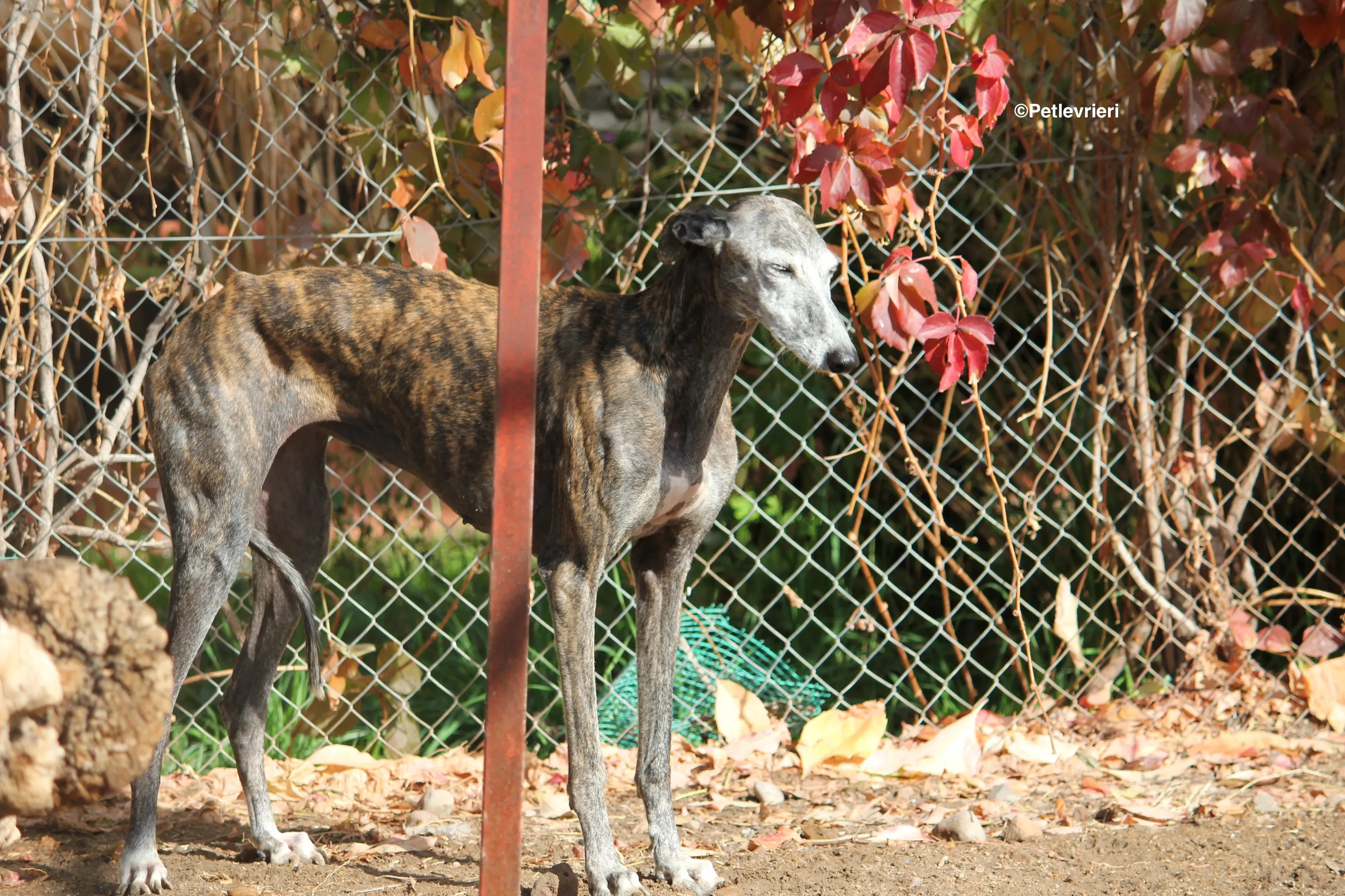 Dulcinea adozione levrieri galgo 14