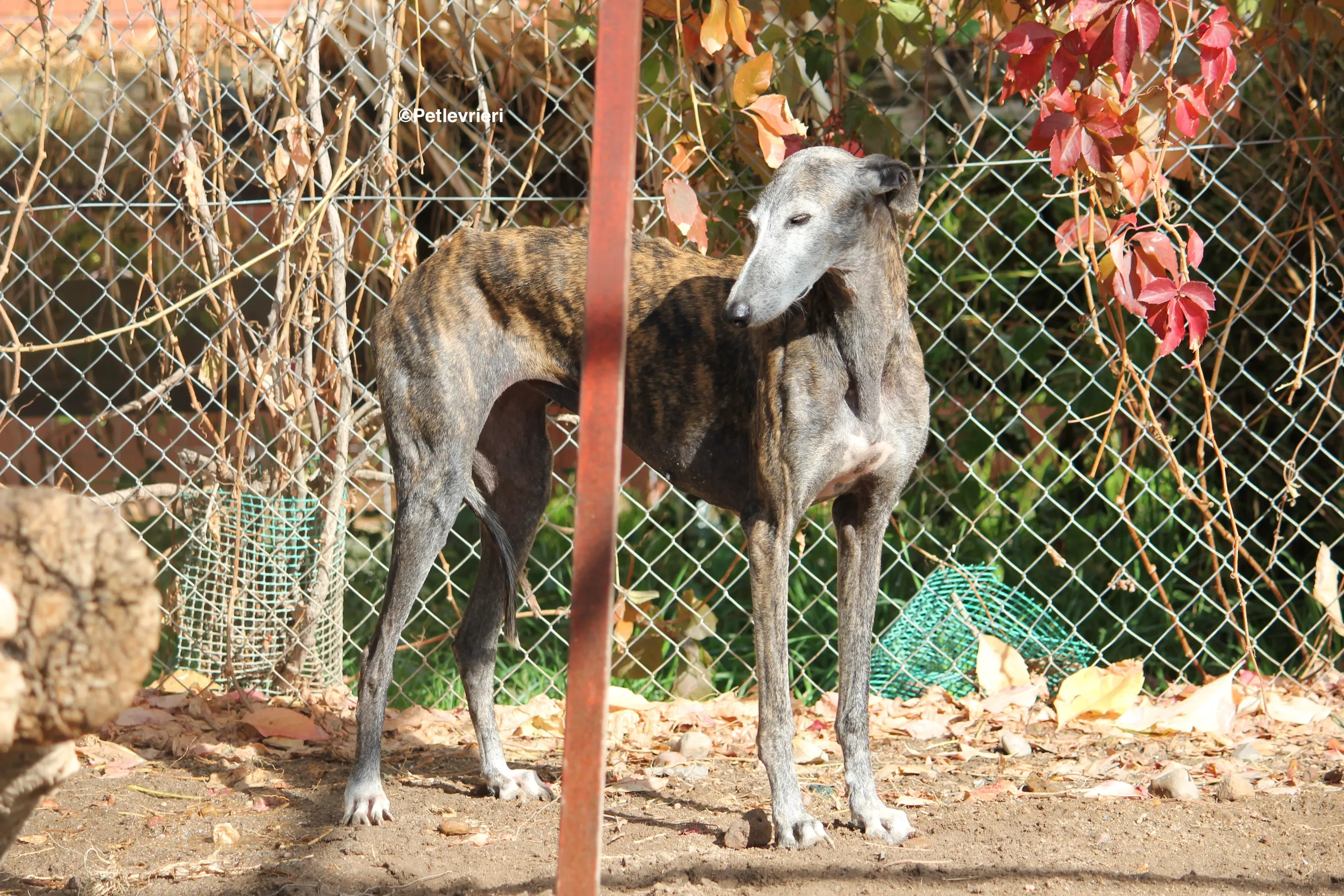 Dulcinea adozione levrieri galgo 15