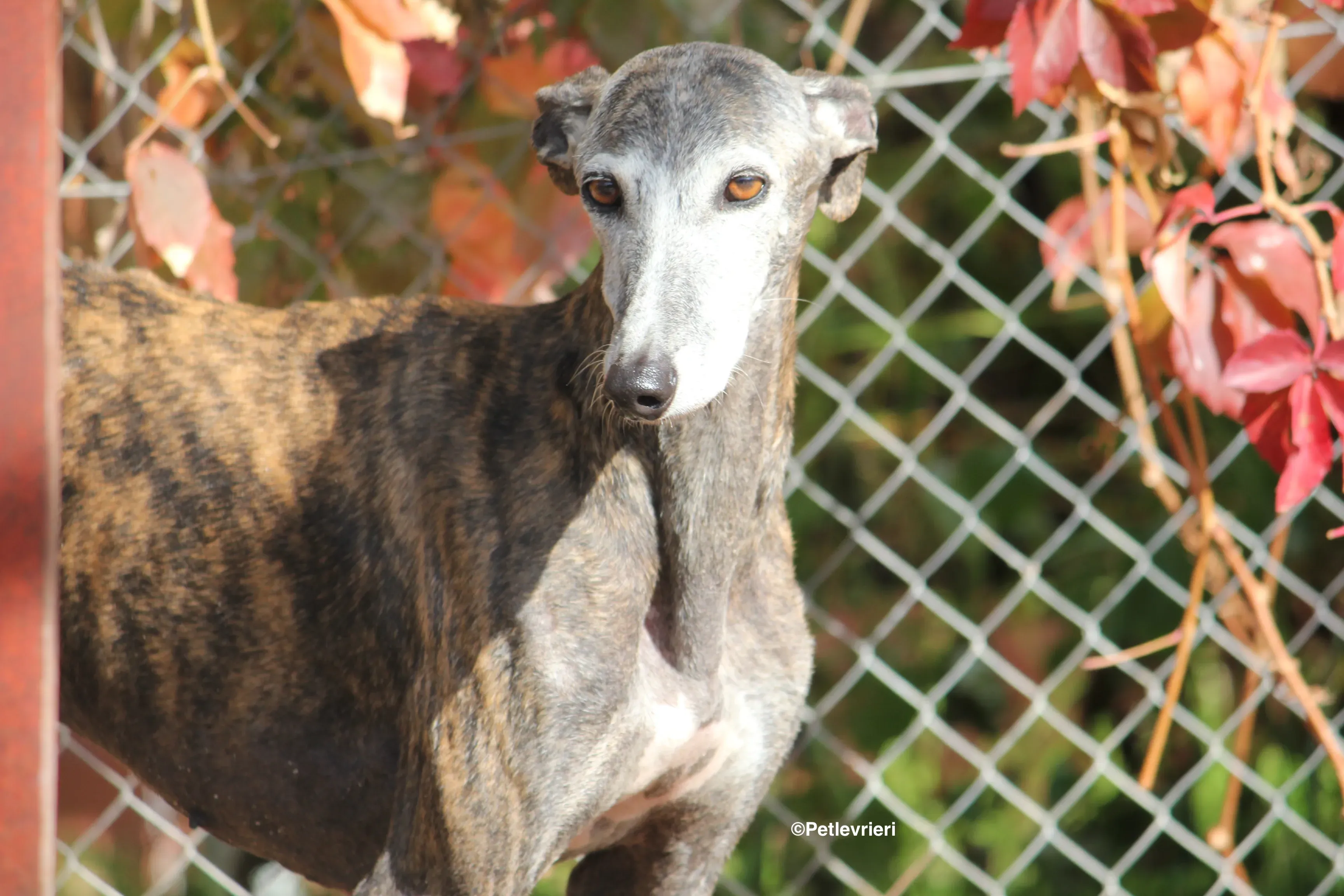 Dulcinea adozione levrieri galgo 16
