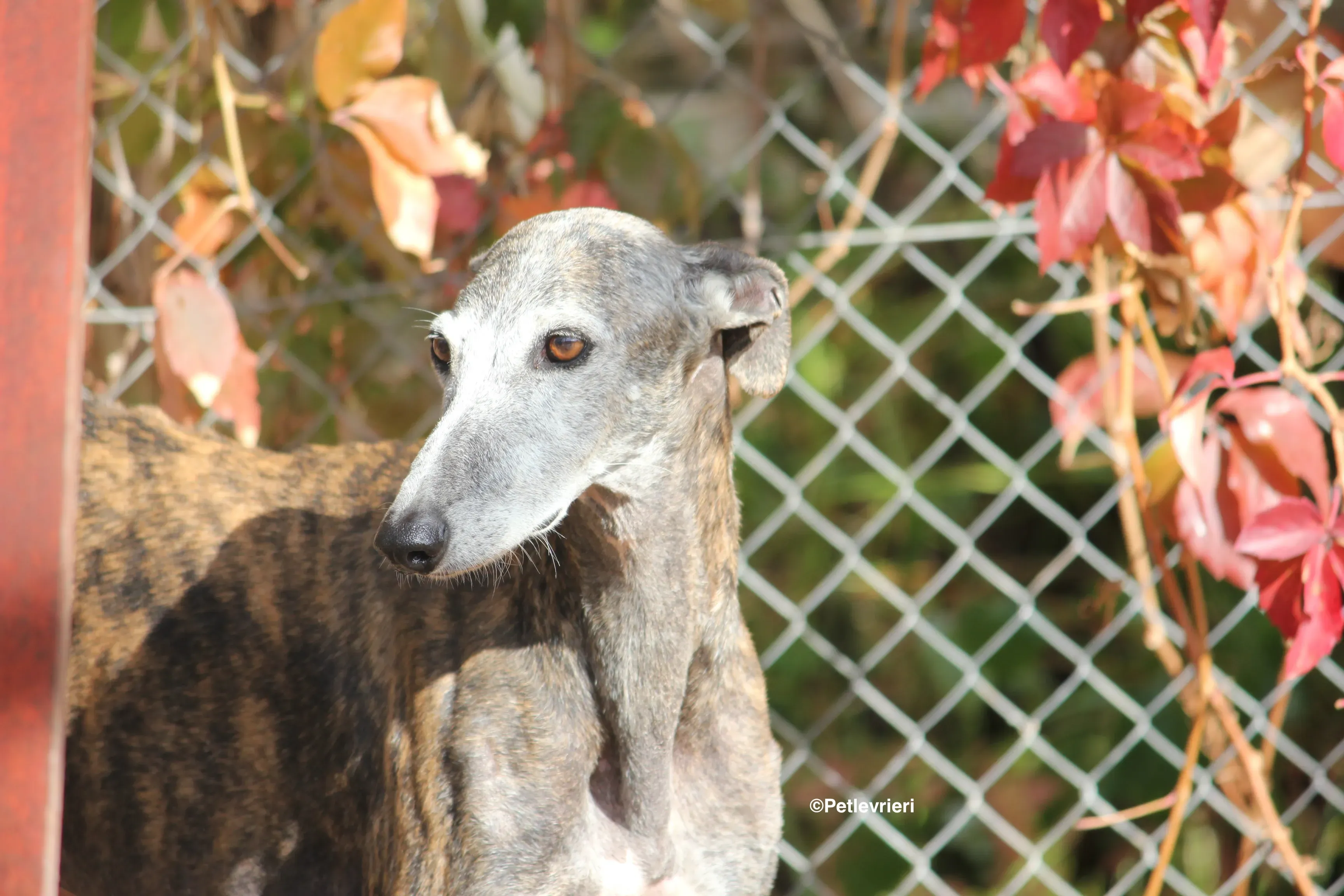 Dulcinea adozione levrieri galgo 17