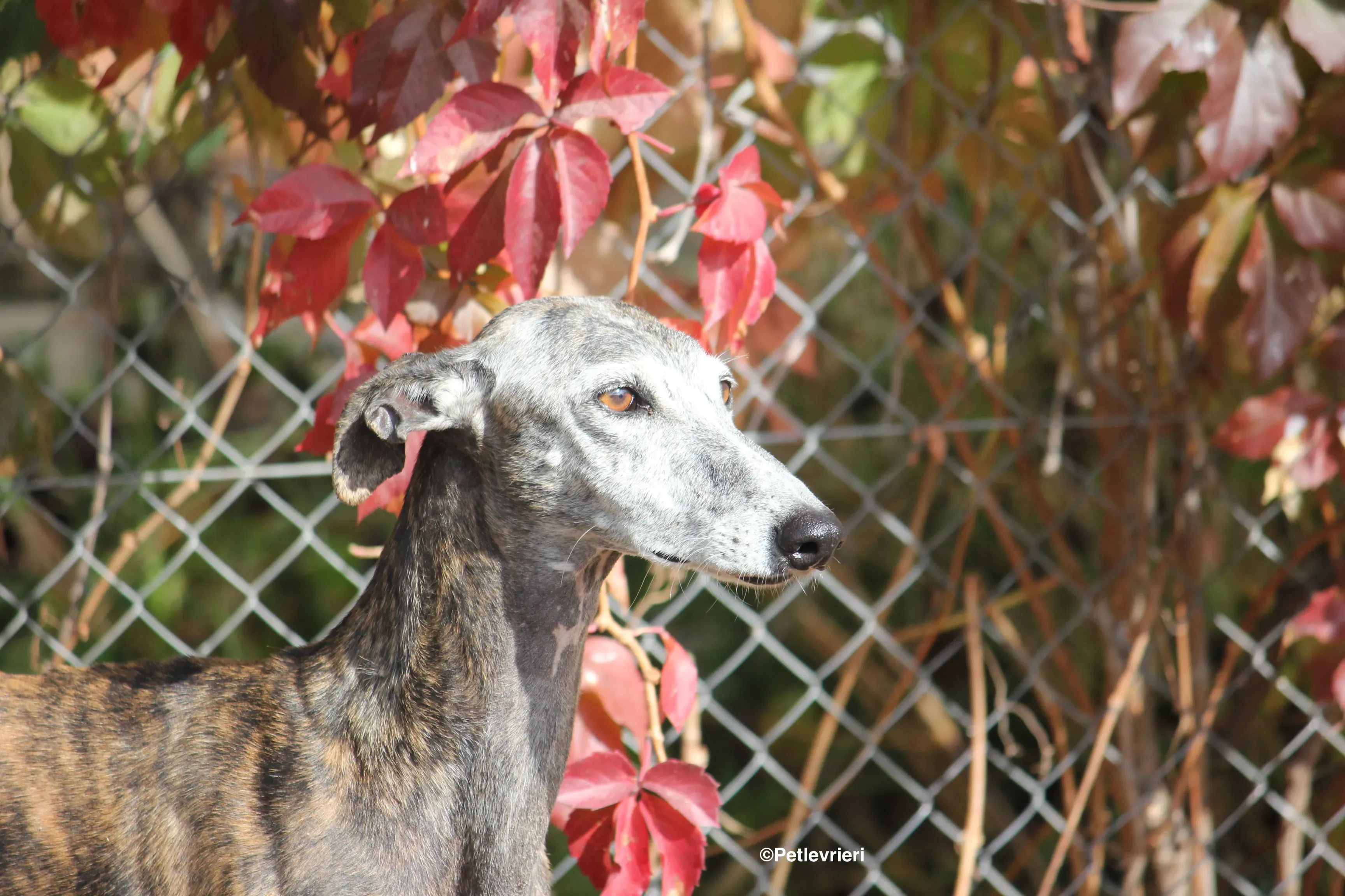 Dulcinea adozione levrieri galgo 18