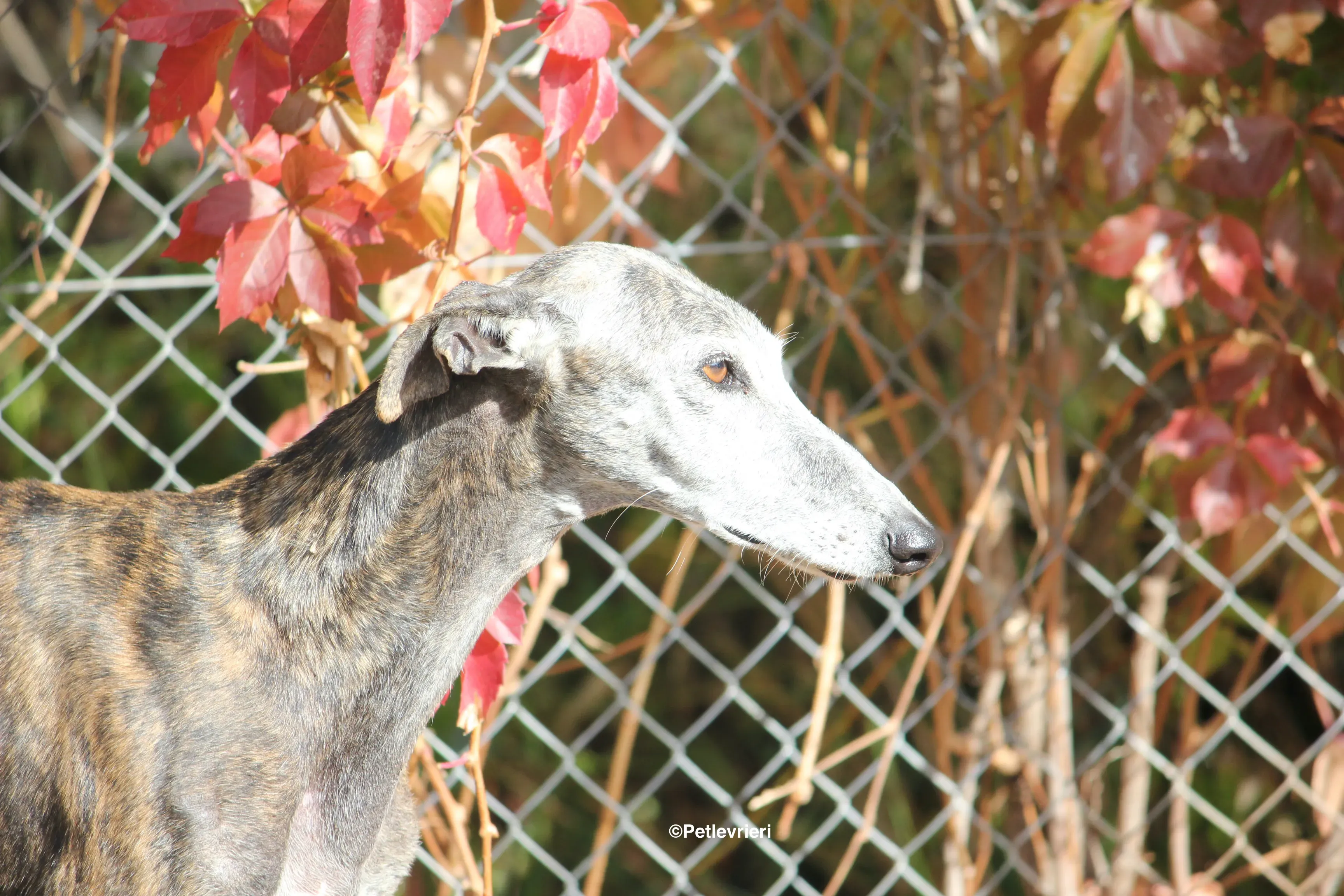 Dulcinea adozione levrieri galgo 19