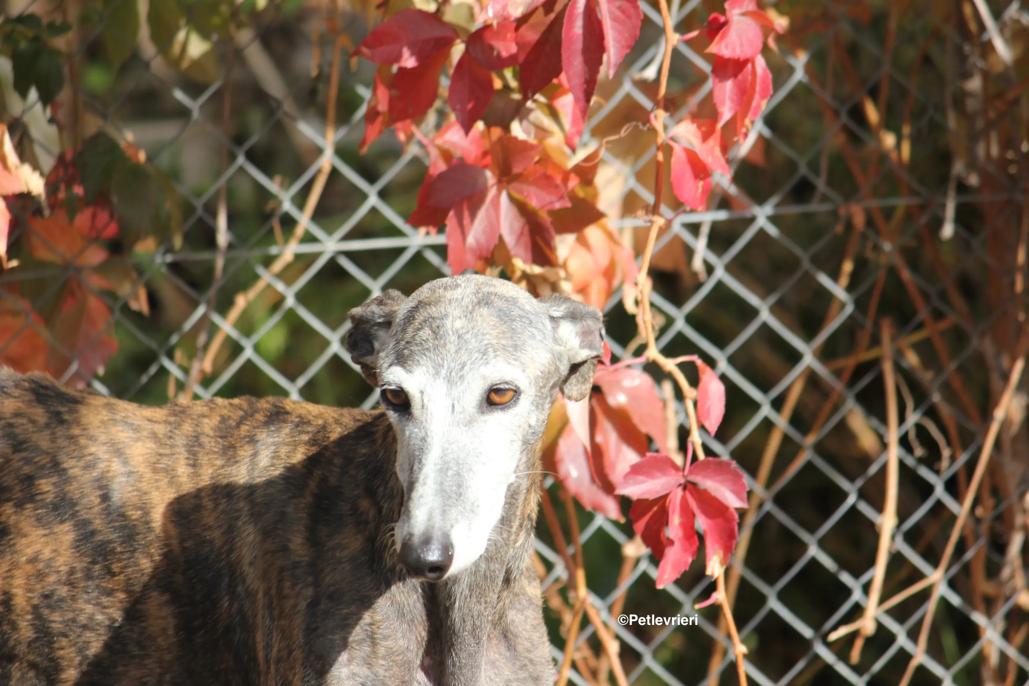 Dulcinea adozione levrieri galgo 20