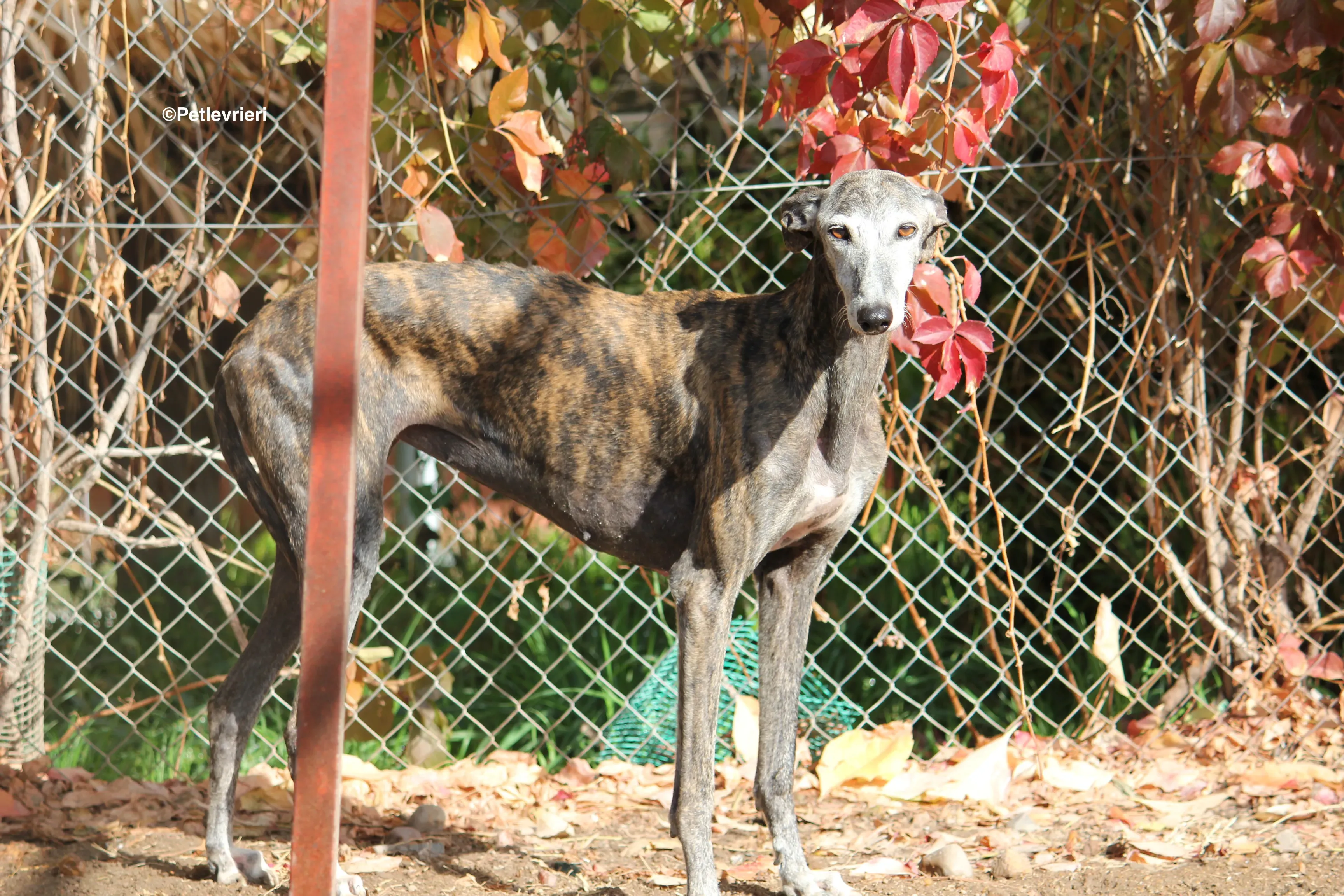 Dulcinea adozione levrieri galgo 21