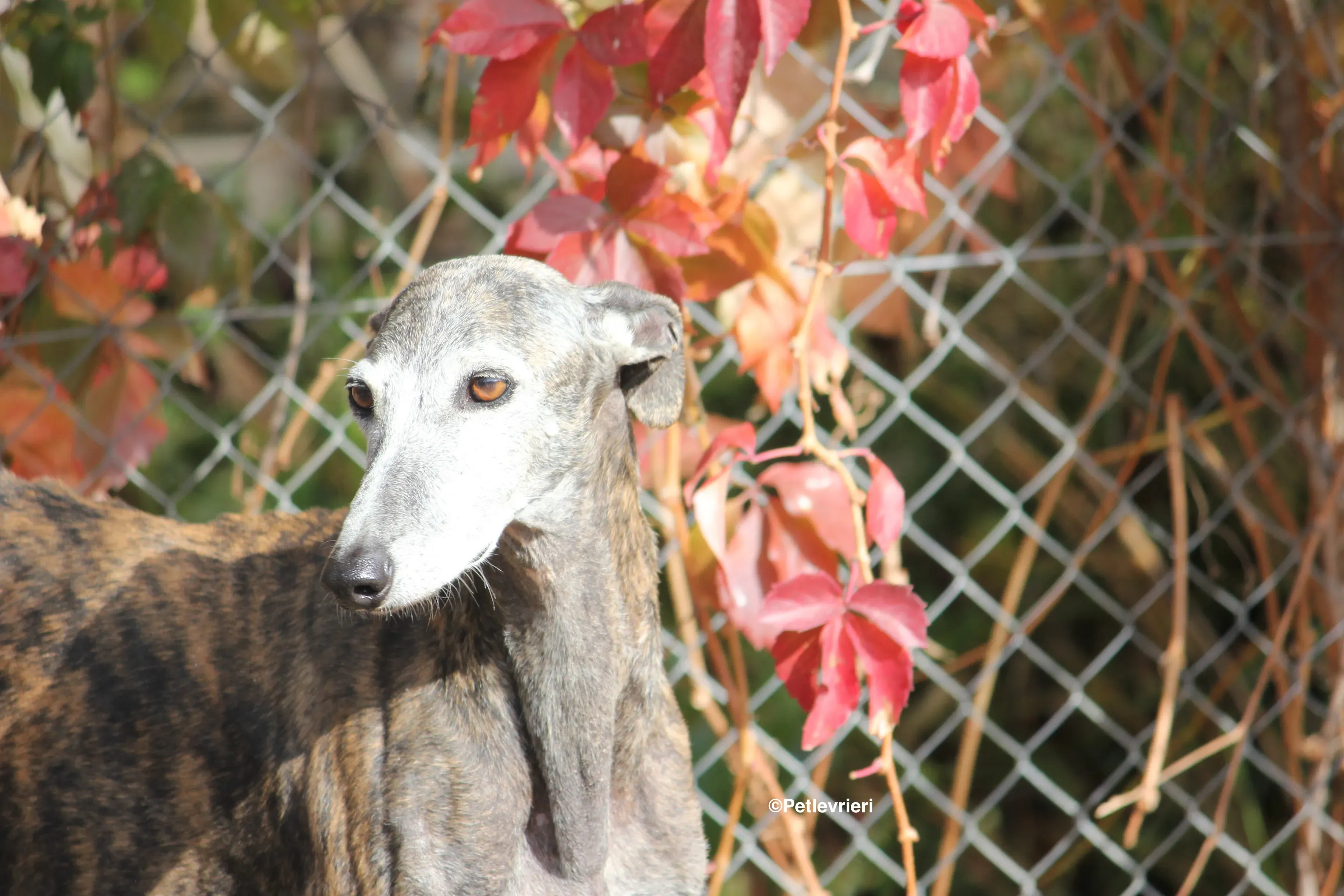 Dulcinea adozione levrieri galgo 22