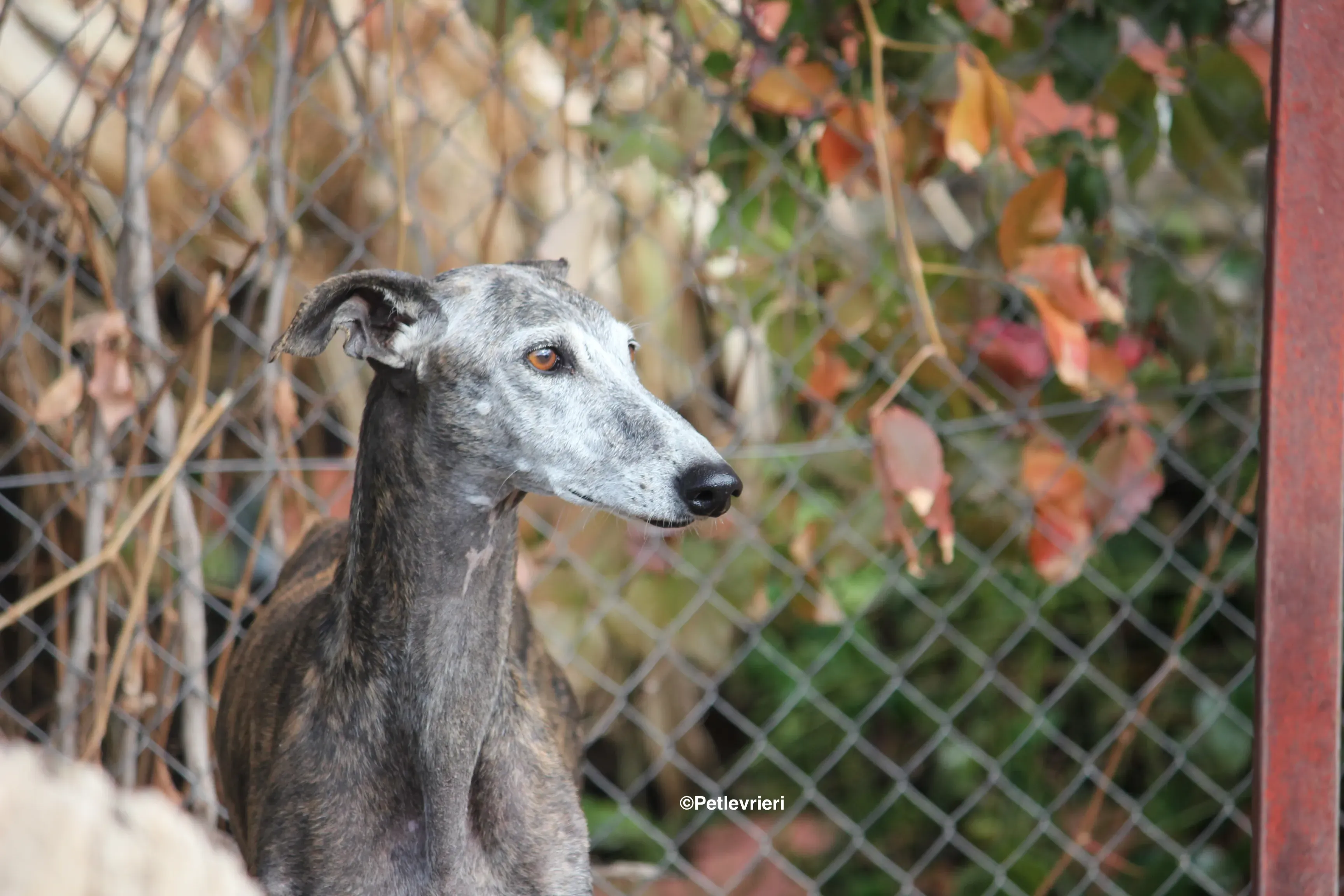 Dulcinea adozione levrieri galgo 24