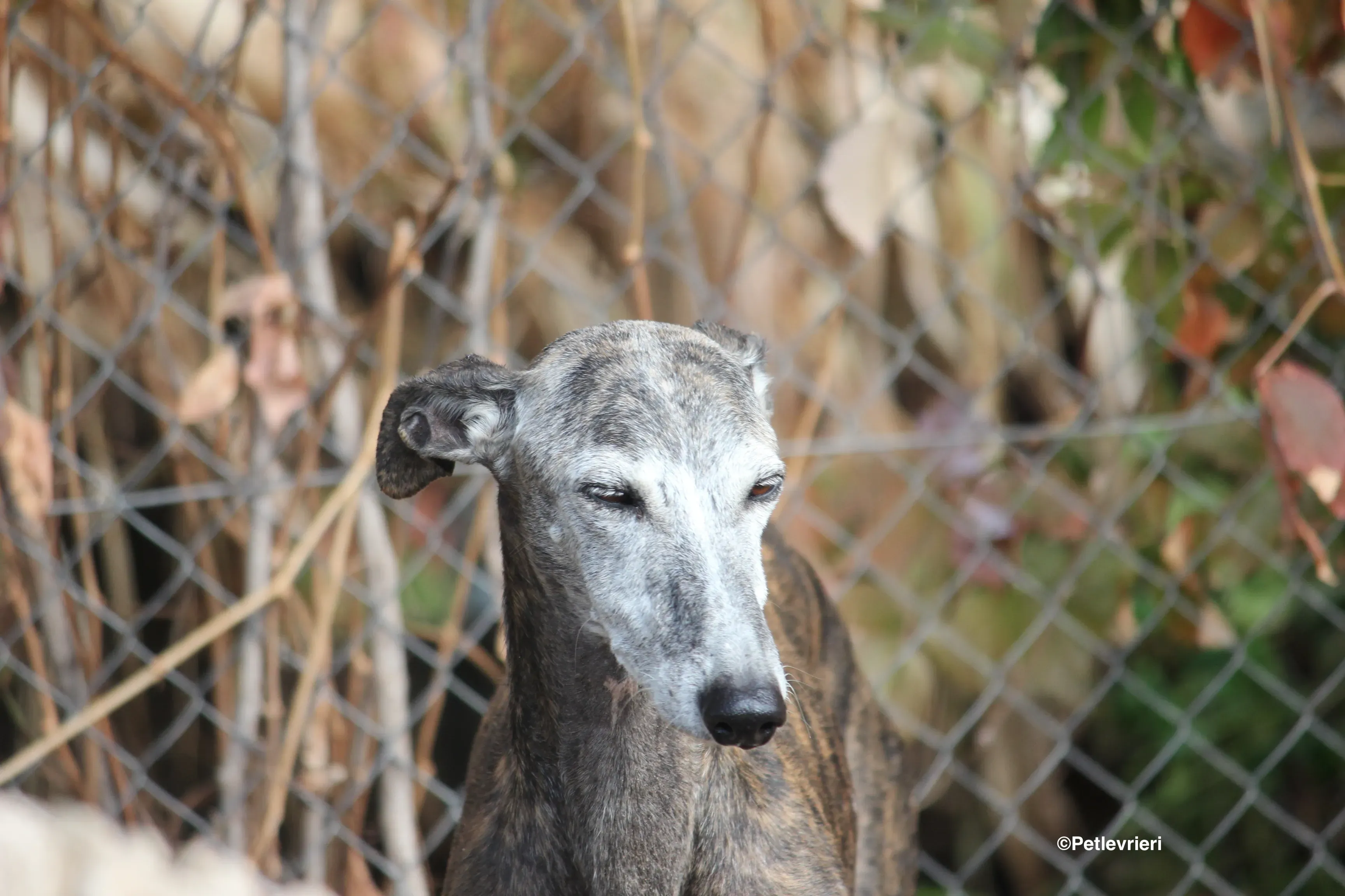 Dulcinea adozione levrieri galgo 26