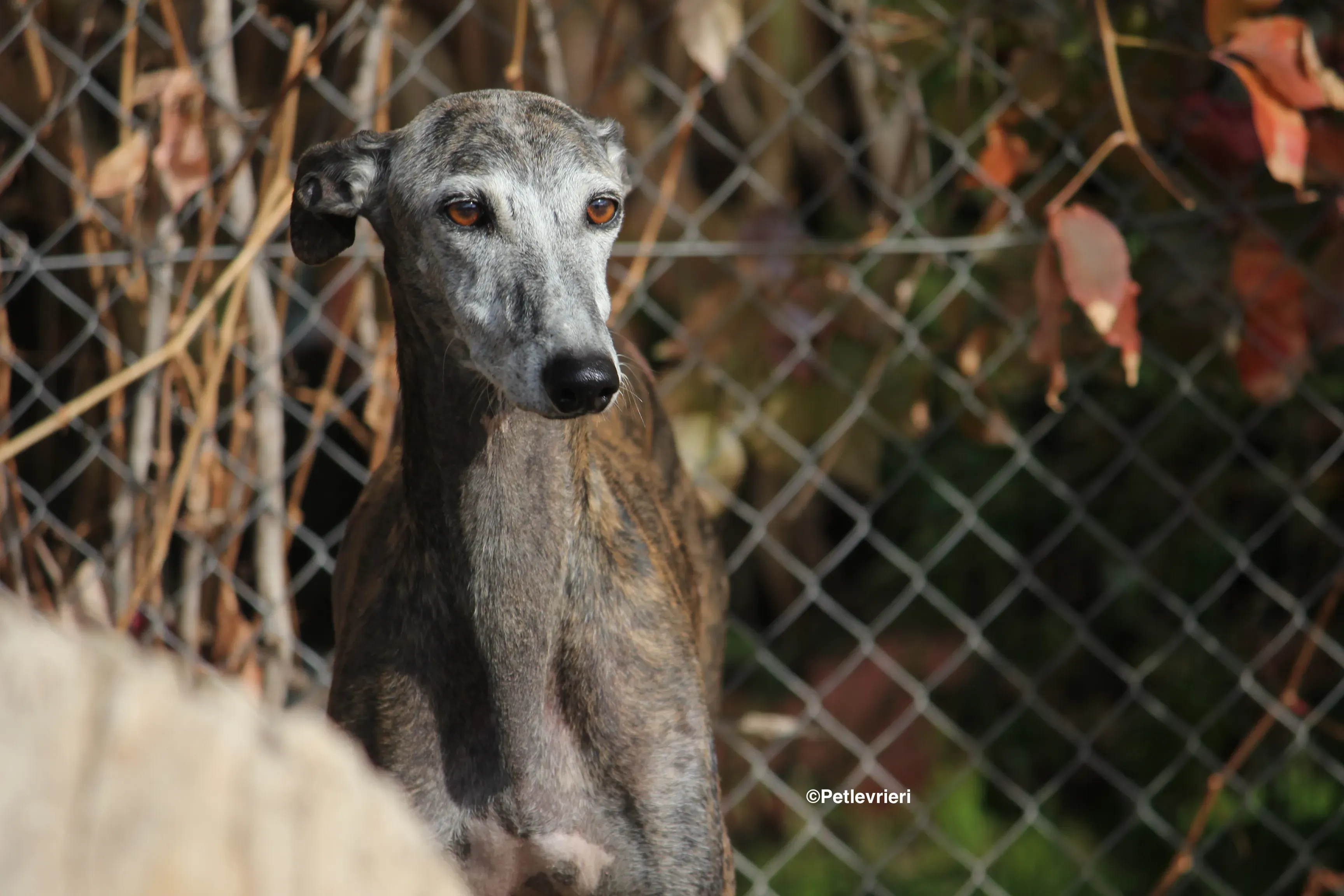 Dulcinea adozione levrieri galgo 27