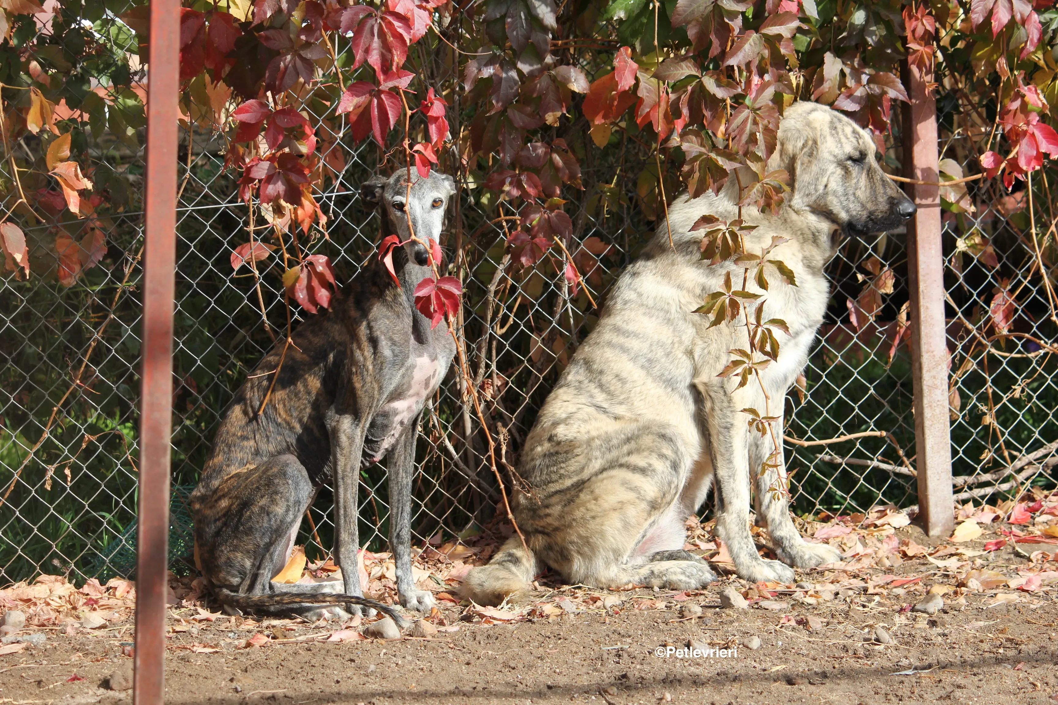 Dulcinea adozione levrieri galgo 28