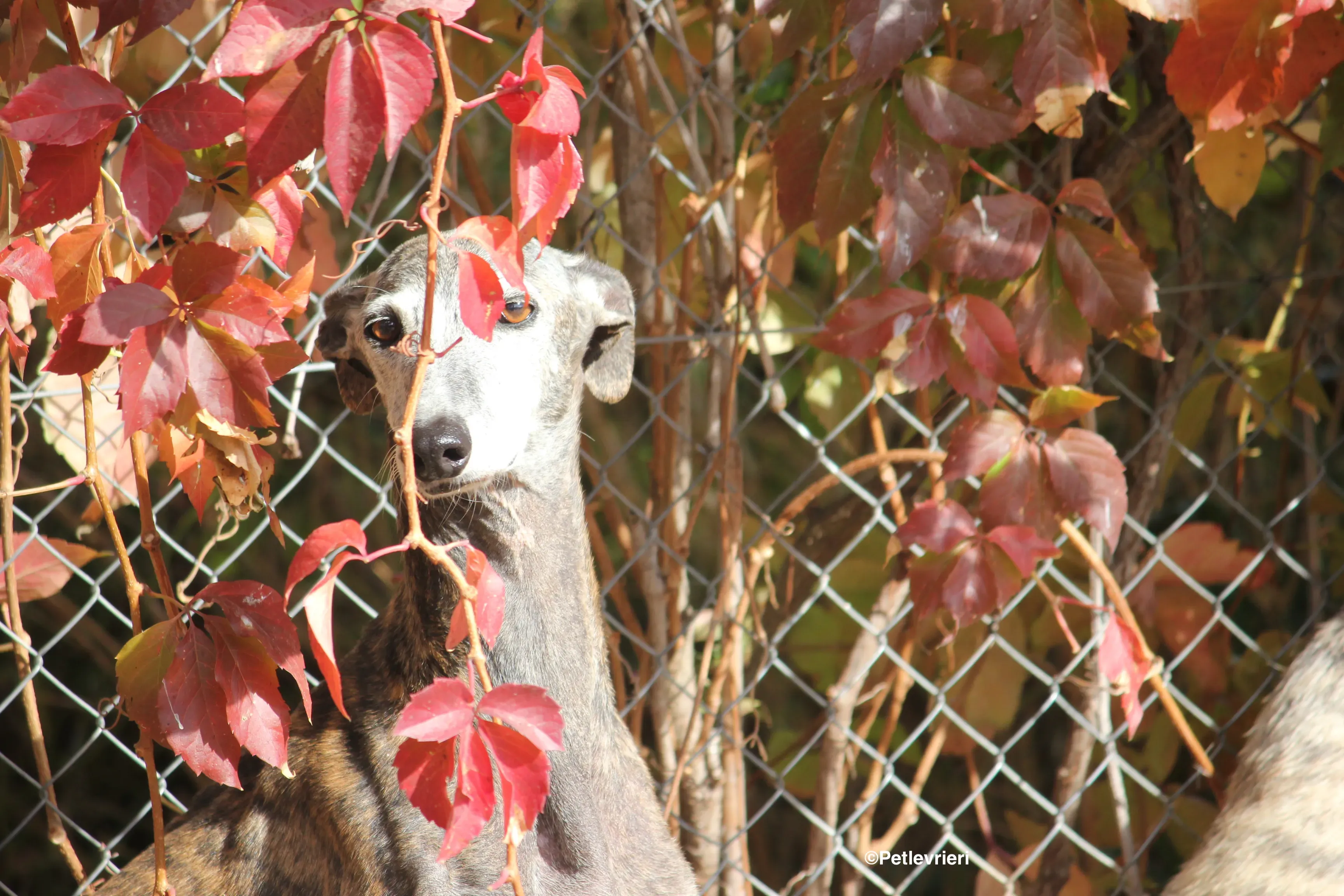 Dulcinea adozione levrieri galgo 29