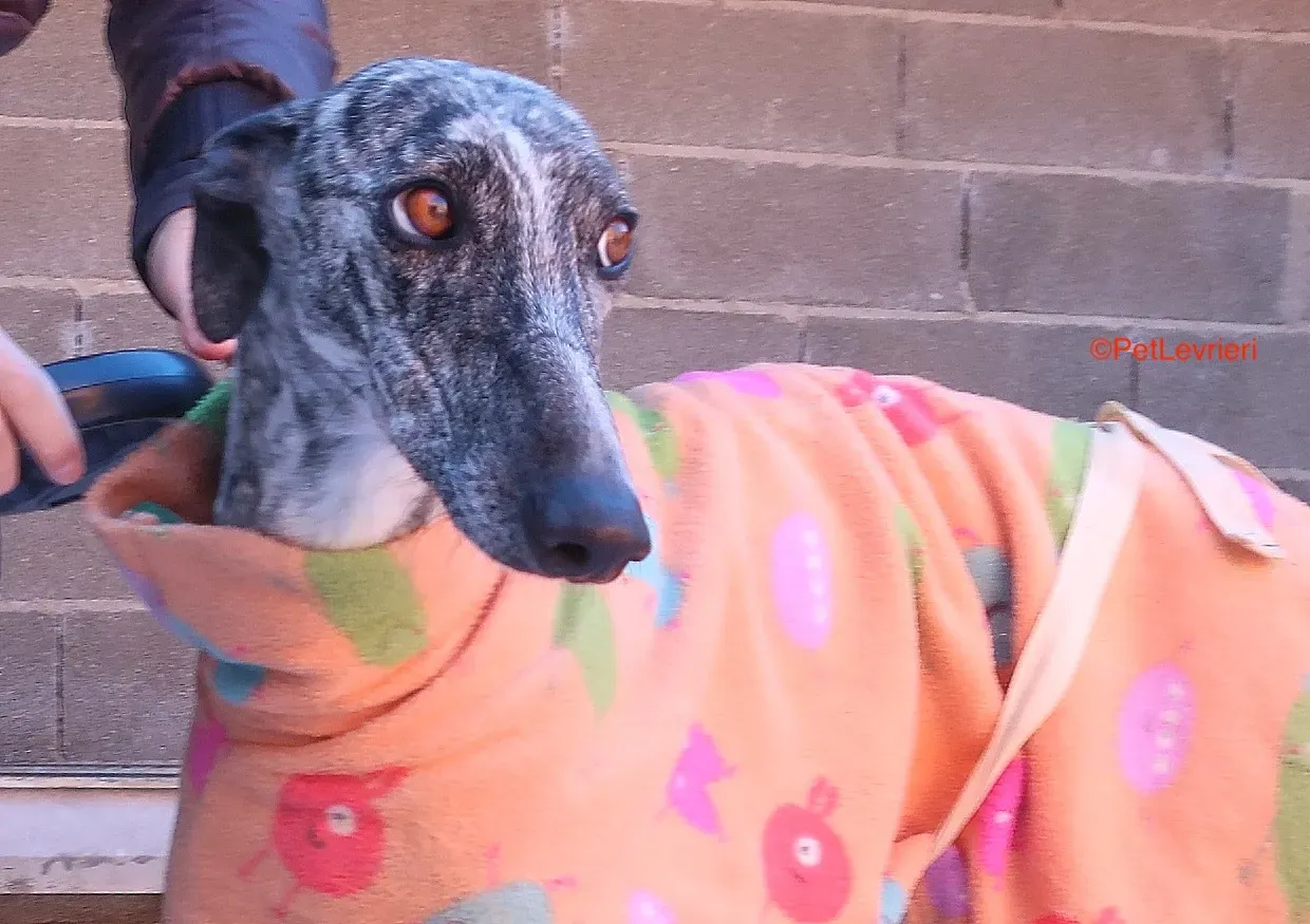 Dulcinea adozione levrieri galgo 3