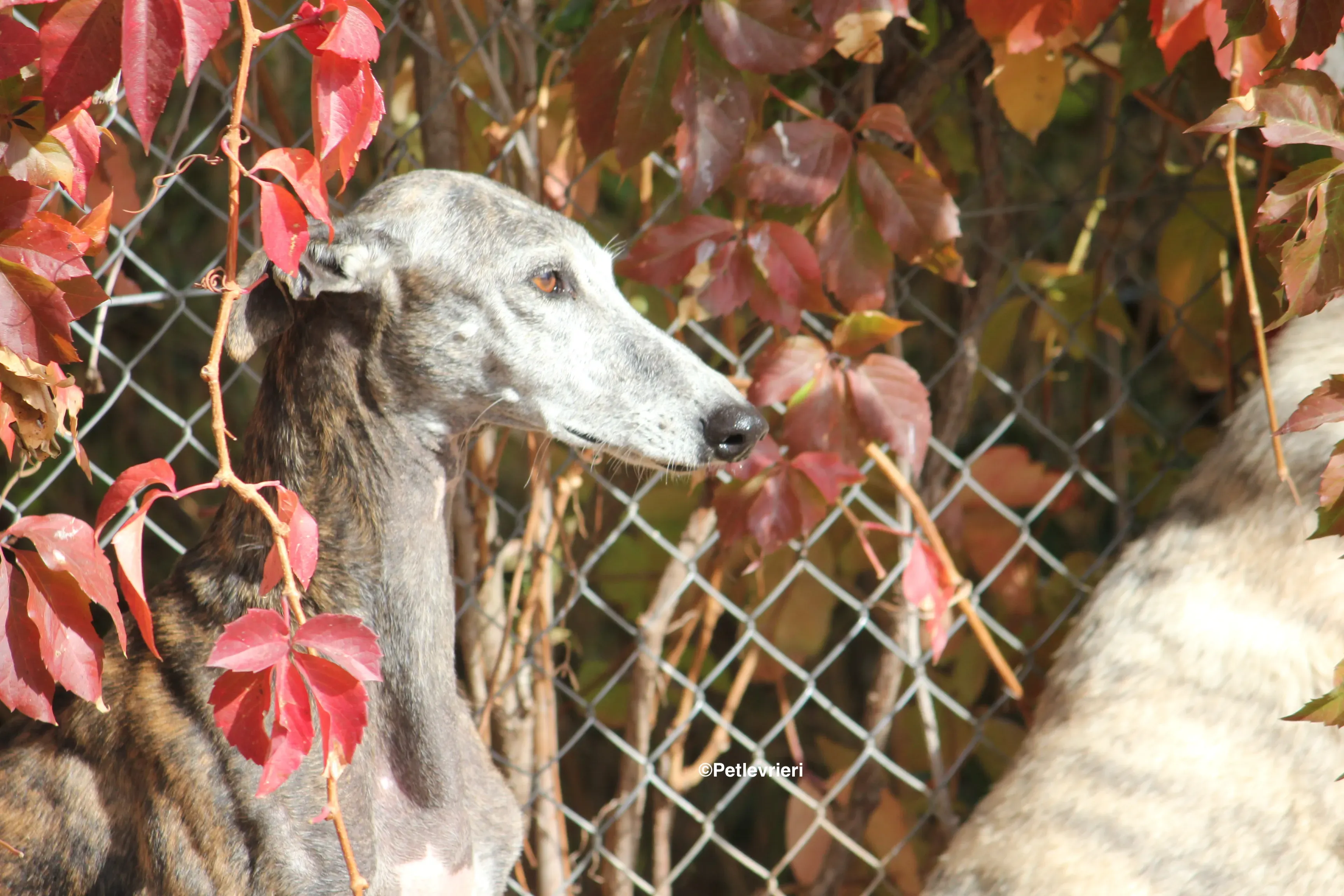 Dulcinea adozione levrieri galgo 31