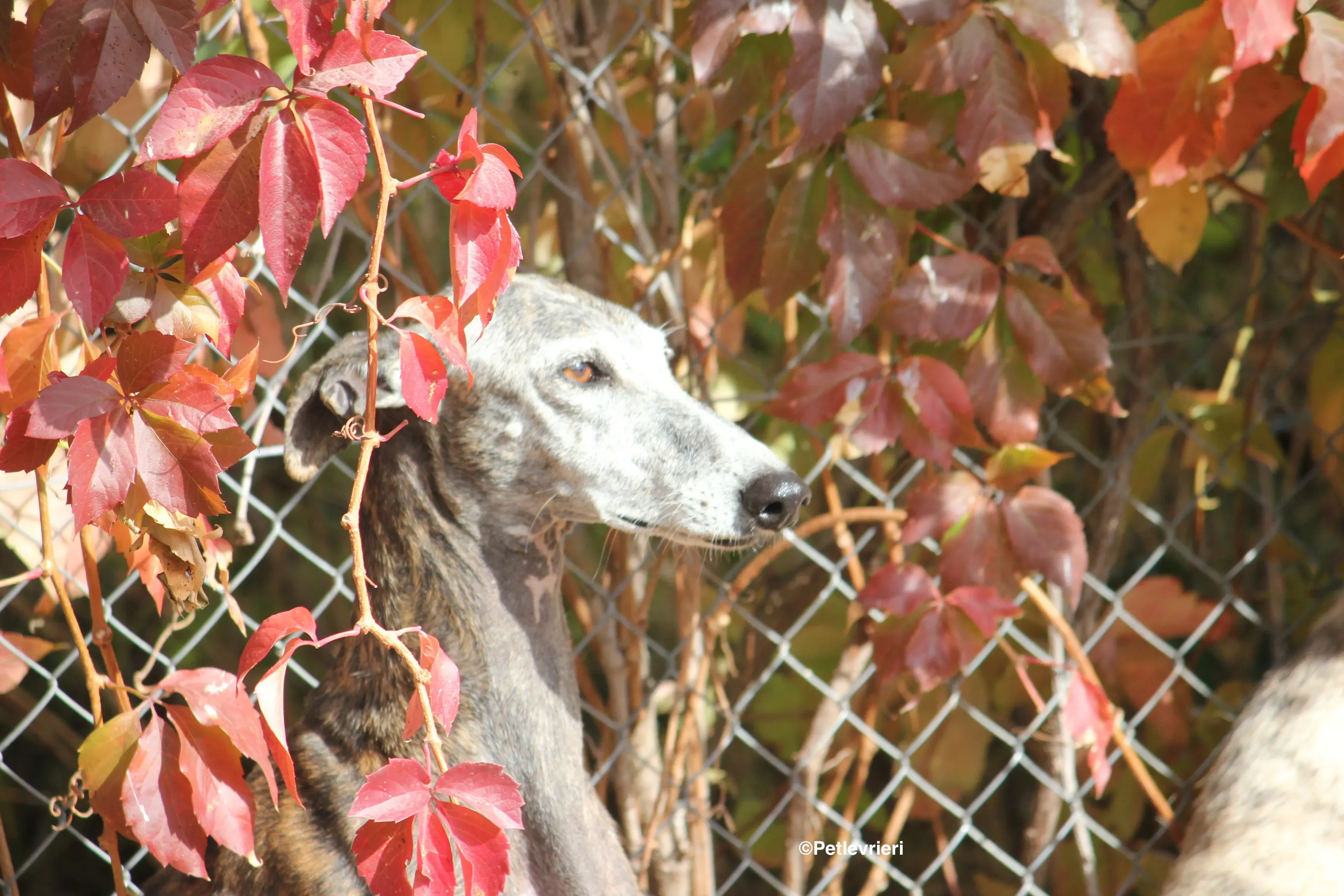Dulcinea adozione levrieri galgo 32