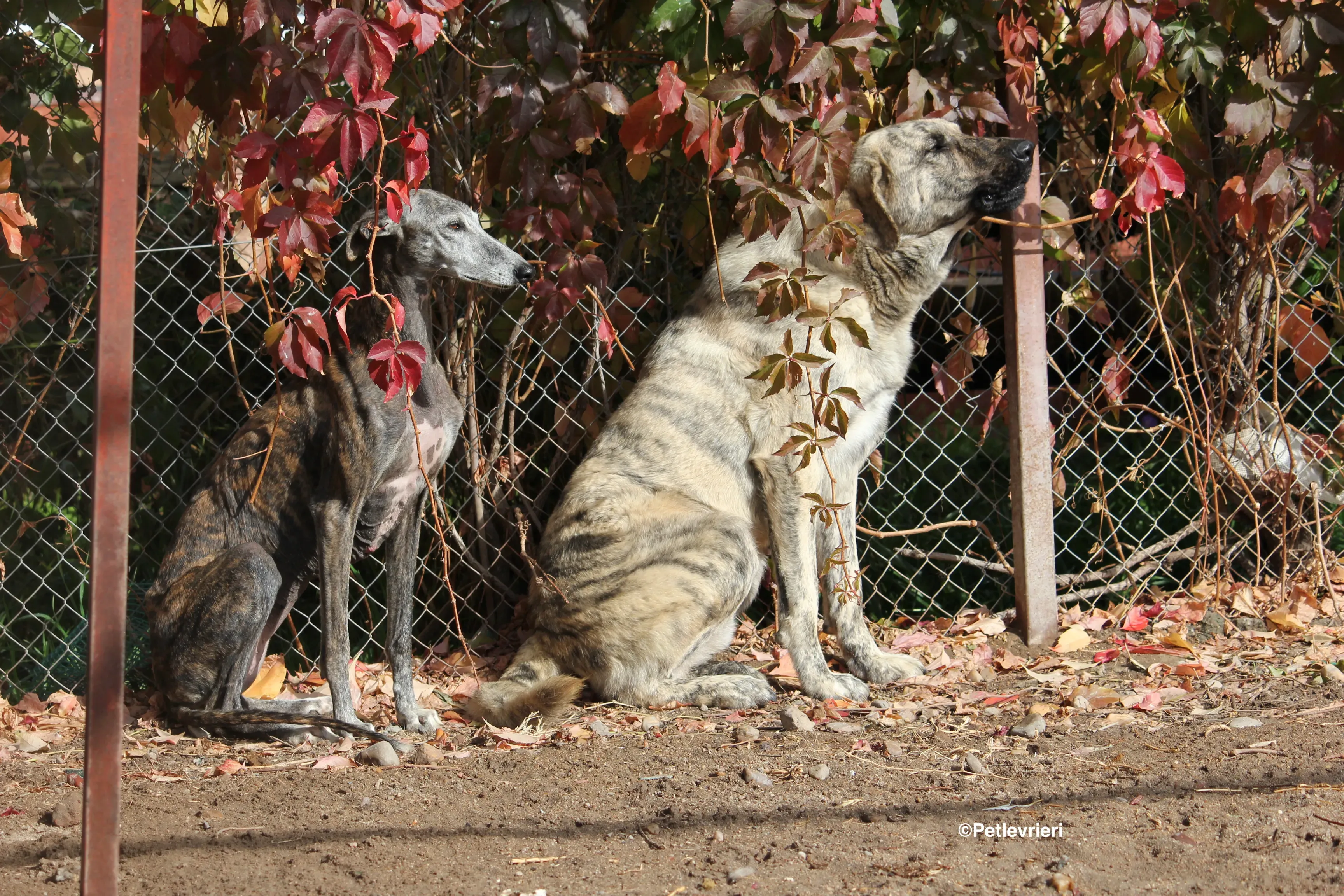 Dulcinea adozione levrieri galgo 33