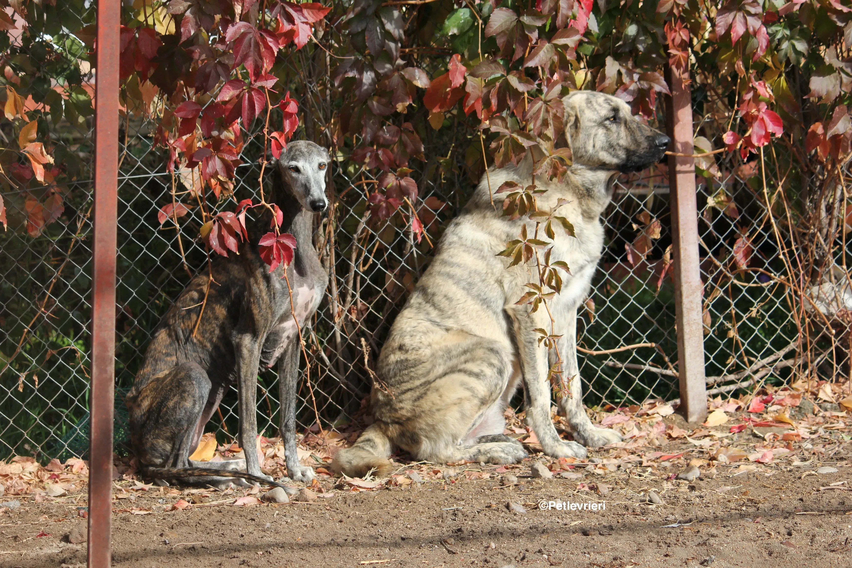 Dulcinea adozione levrieri galgo 34