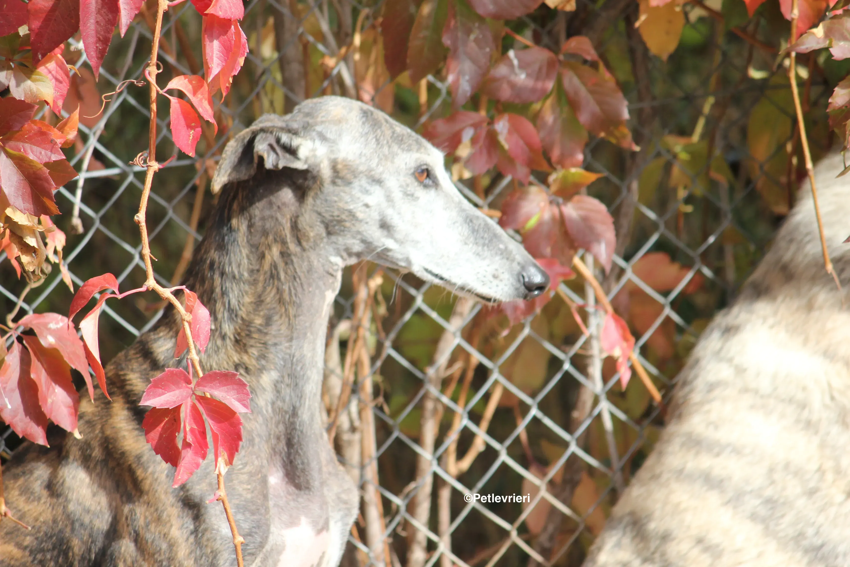 Dulcinea adozione levrieri galgo 35