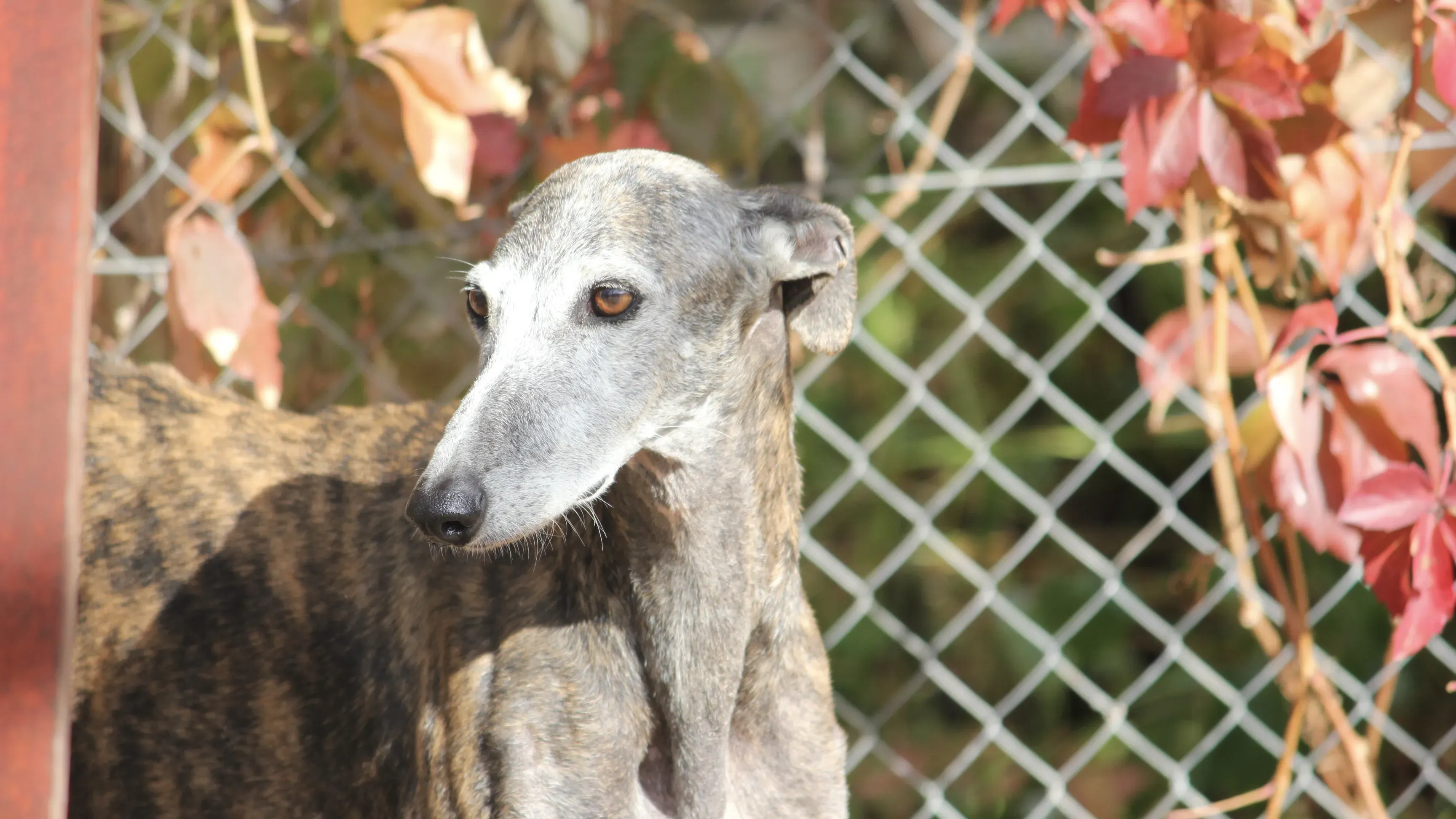 Dulcinea adozione levrieri galgo 36