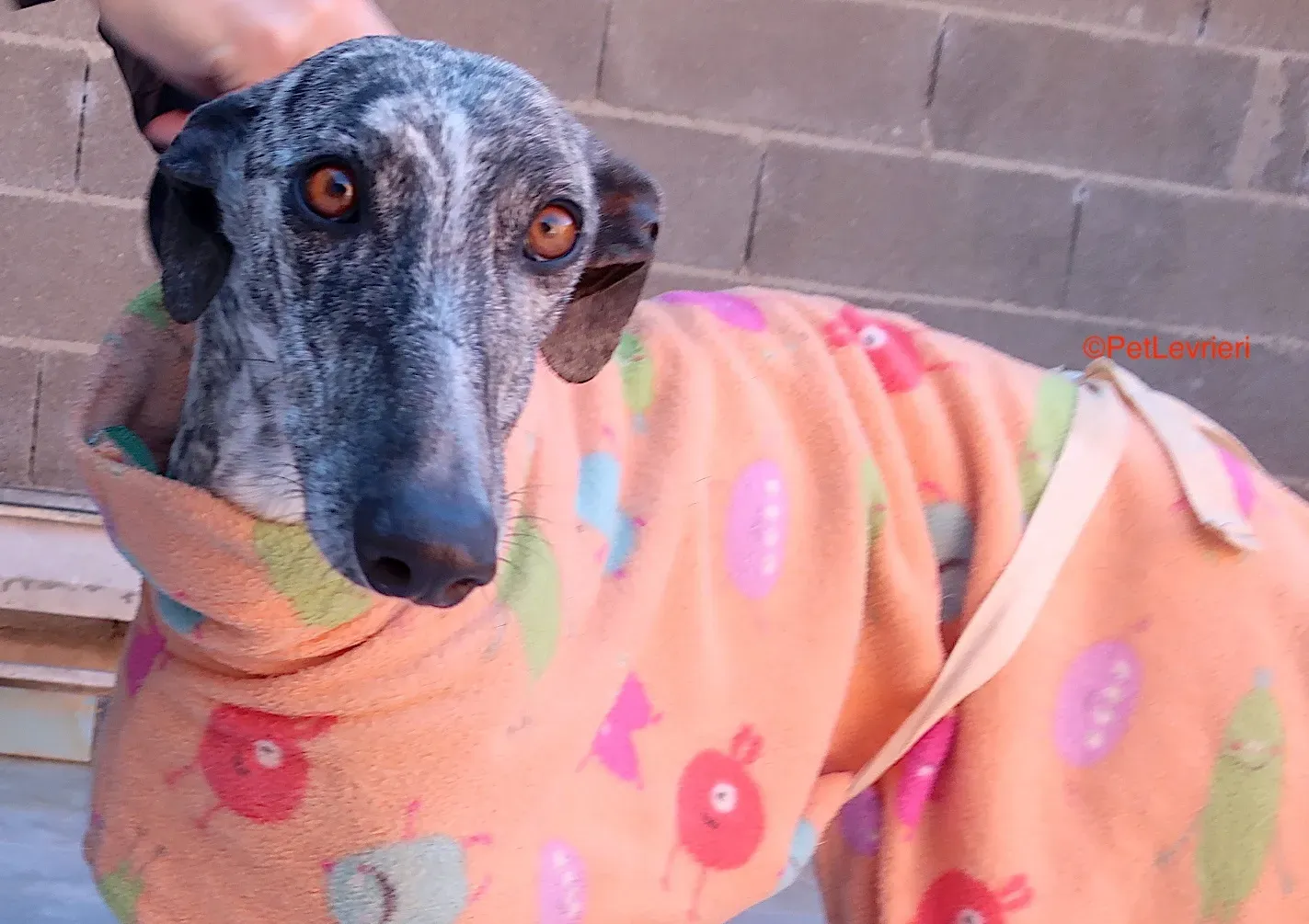 Dulcinea adozione levrieri galgo 4