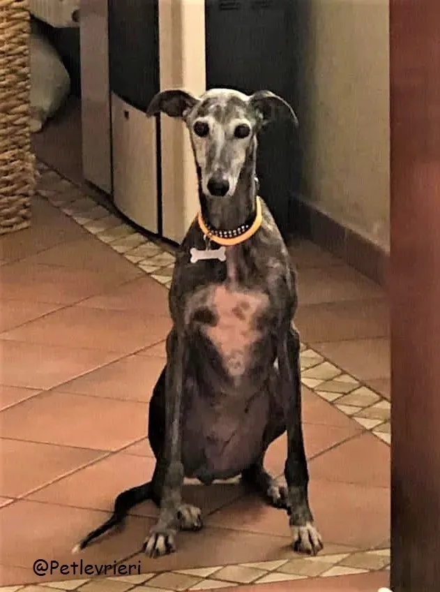 Dulcinea adozione levrieri galgo 40