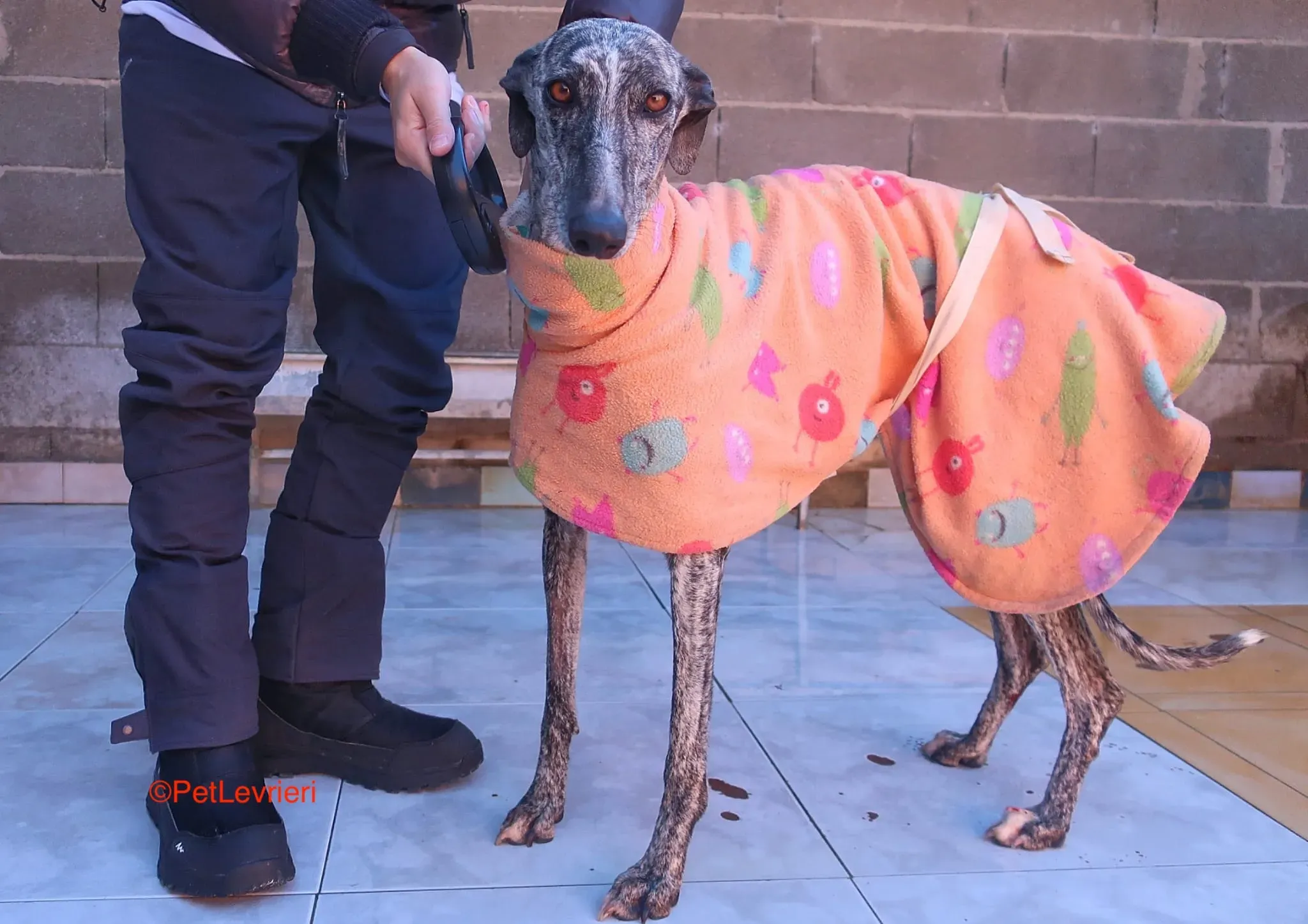 Dulcinea adozione levrieri galgo 5
