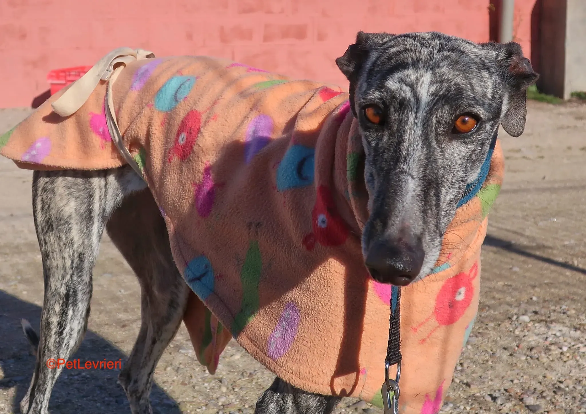 Dulcinea adozione levrieri galgo 6