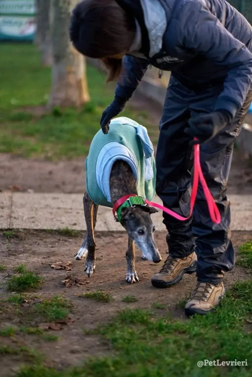 Dulcinea adozione levrieri galgo06