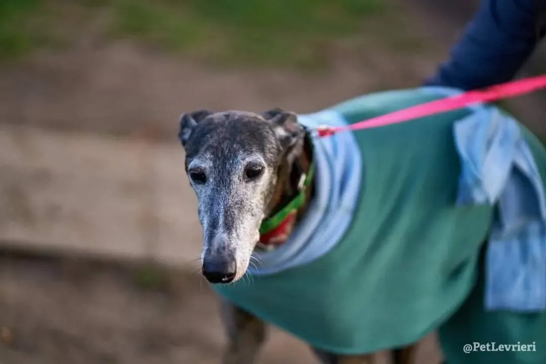 Dulcinea adozione levrieri galgo08