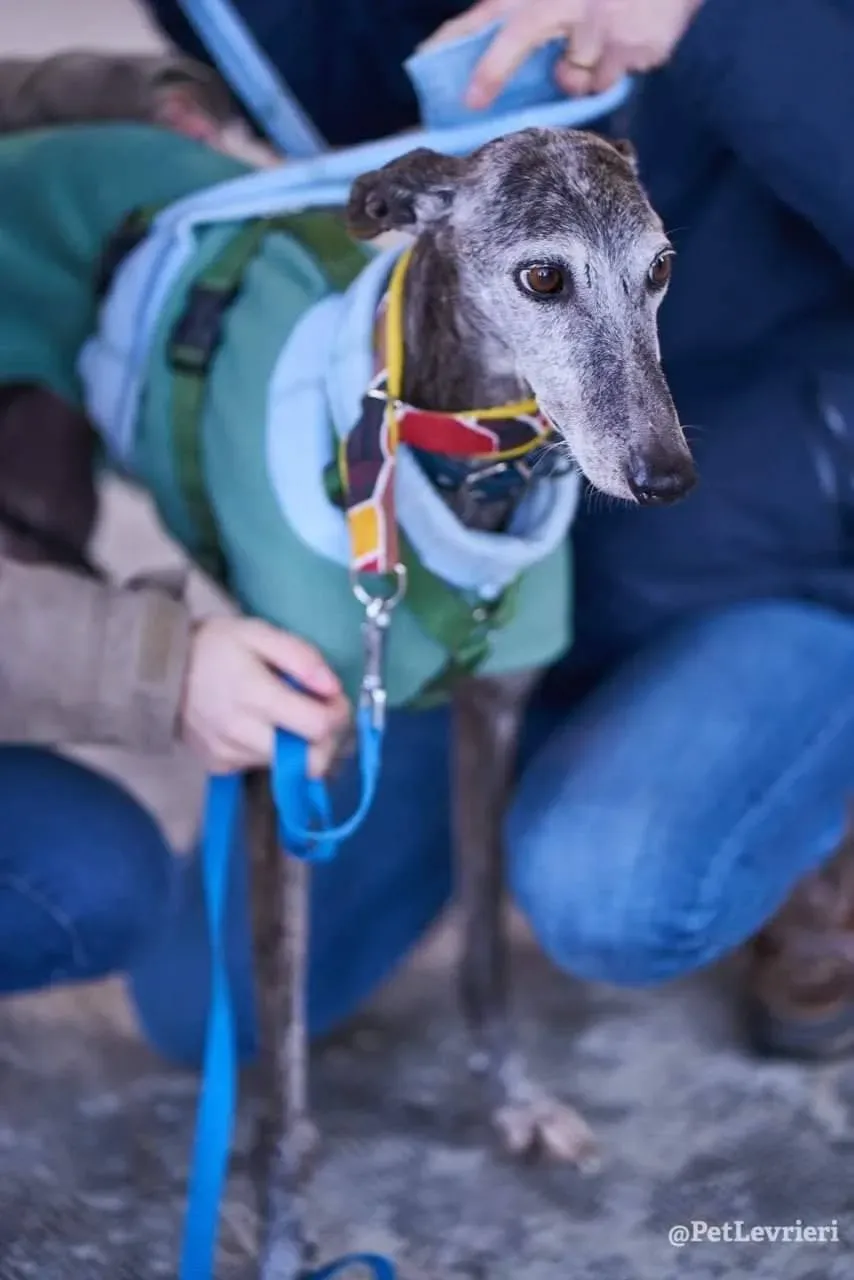 Dulcinea adozione levrieri galgo11