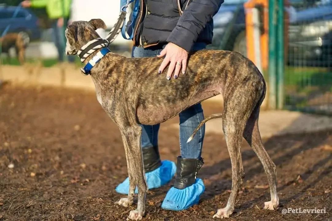 Dulcinea adozione levrieri galgo12
