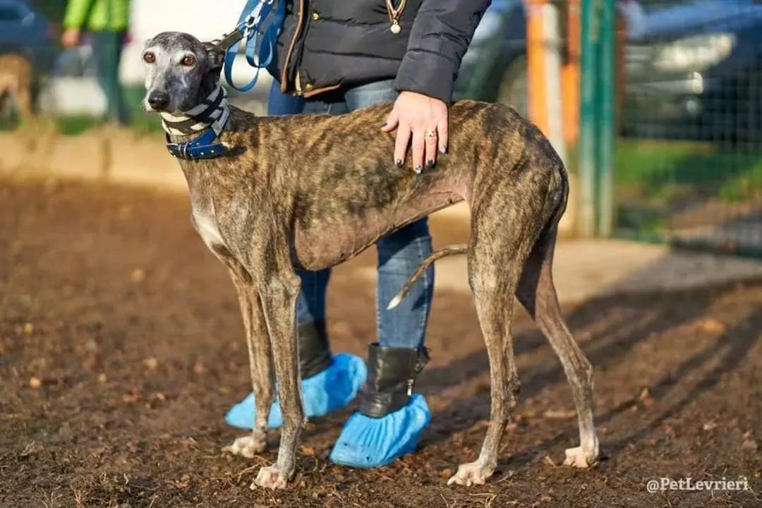 Dulcinea adozione levrieri galgo13
