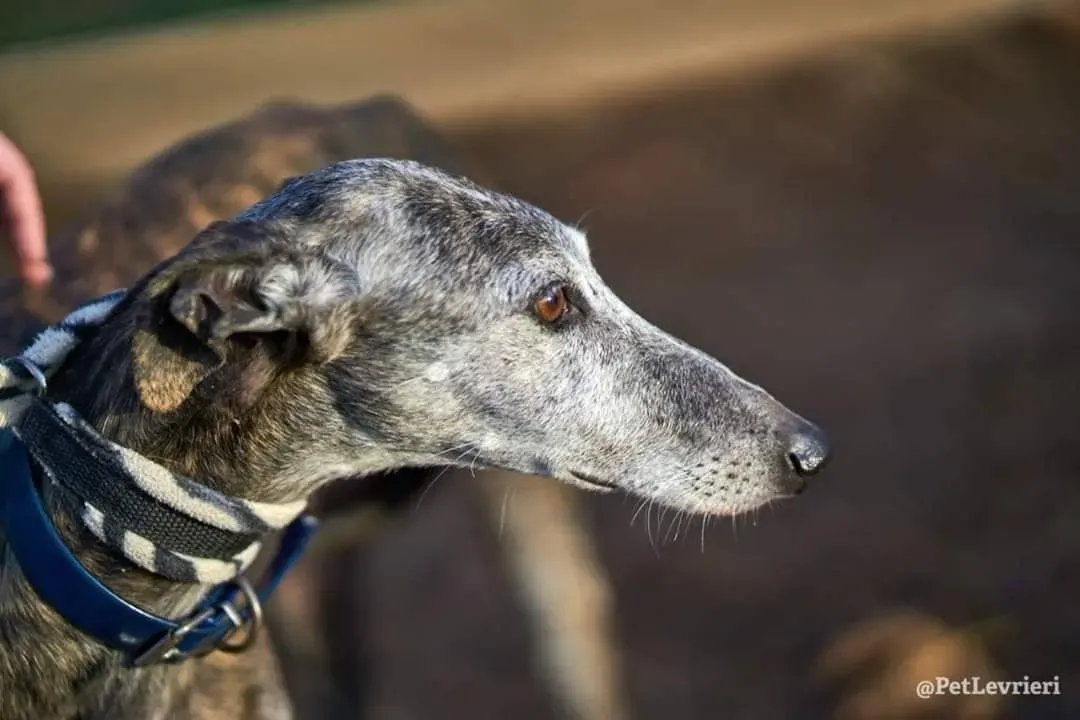 Dulcinea adozione levrieri galgo14