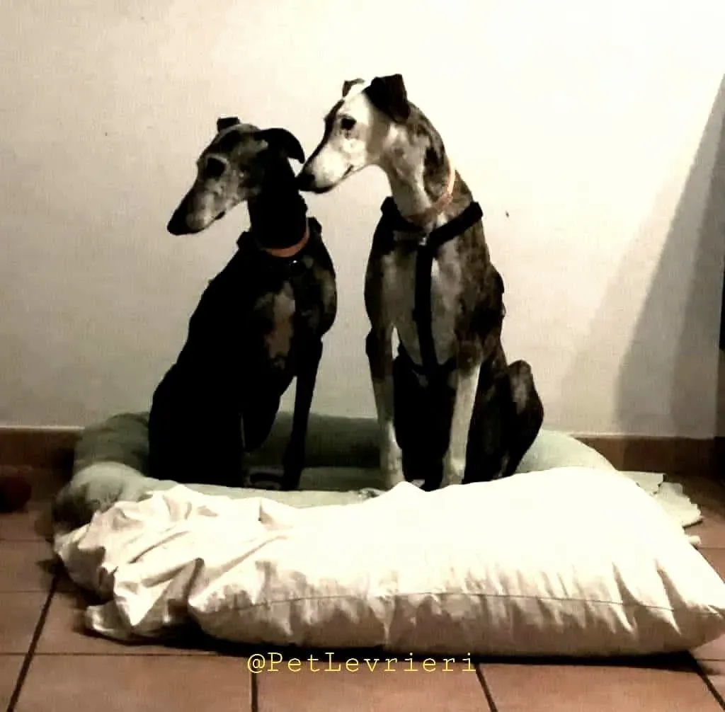 Dulcinea adozione levrieri galgo15