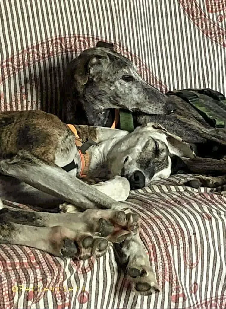 Dulcinea adozione levrieri galgo16