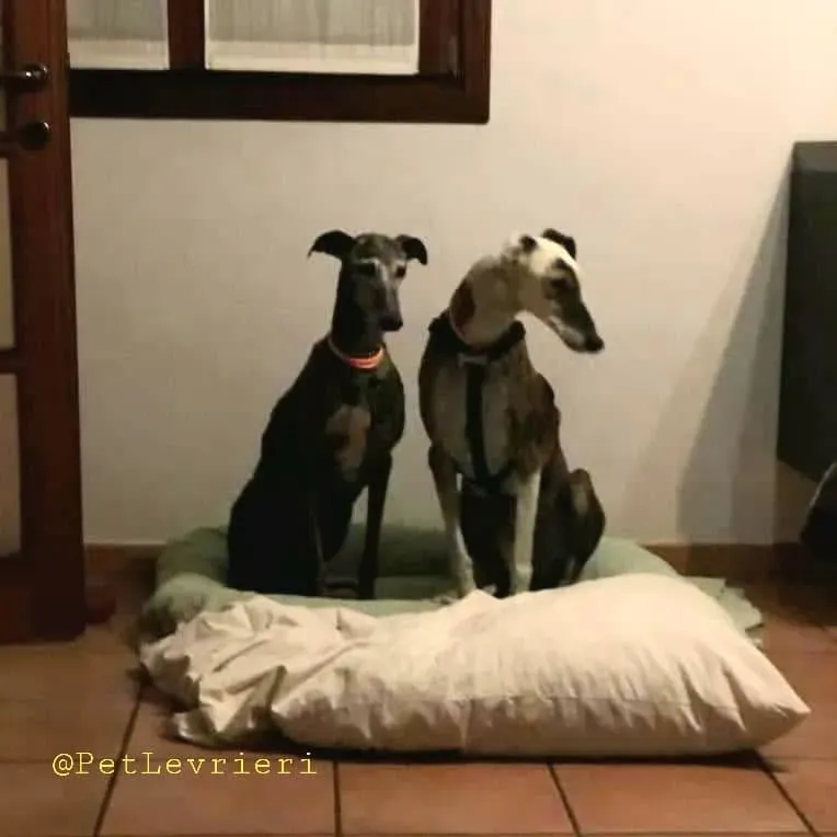 Dulcinea adozione levrieri galgo17