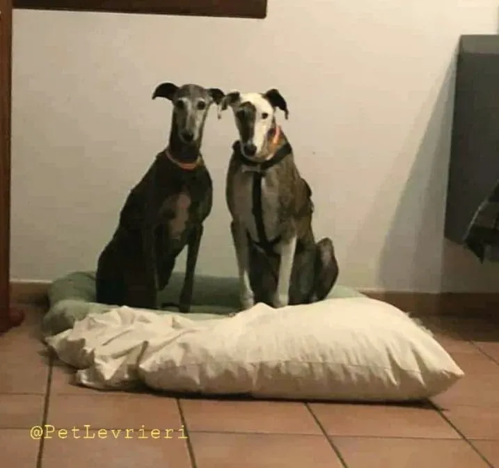 Dulcinea adozione levrieri galgo18
