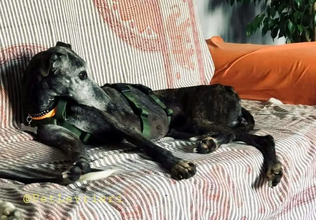 Dulcinea adozione levrieri galgo19