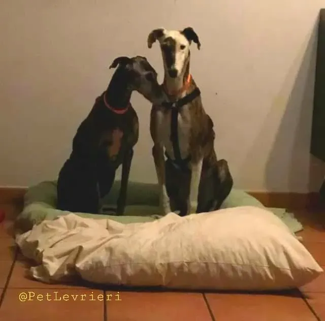Dulcinea adozione levrieri galgo20
